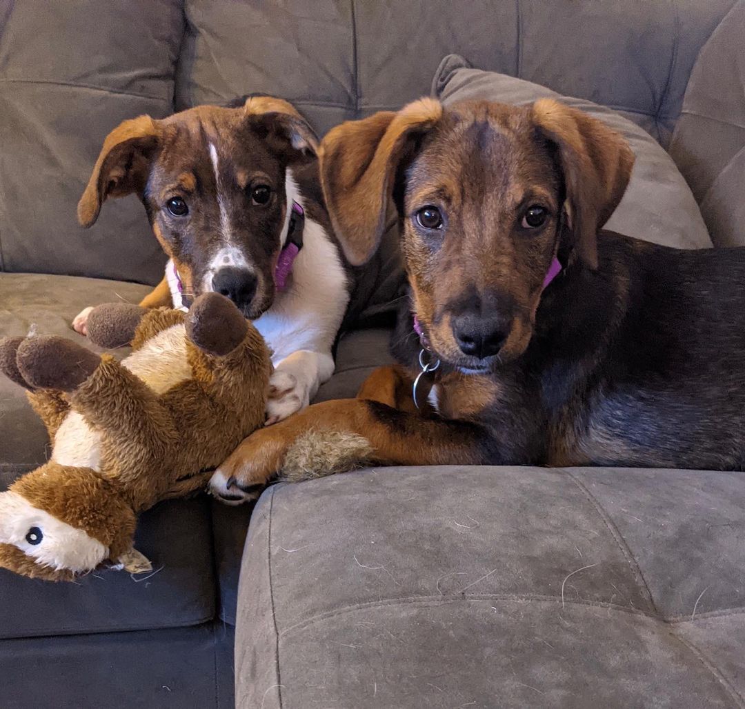 Meet Morticia!
🐾Female
🐾Age: DOB: 7/31/2021
🐾Weight: 22 lbs and growing!
🐾Breed: Beagle/Shepherd/Lab mix
🍂
Hey there, I’m Morticia! I am quite the spitfire who is not only full of personality, but full of so much love to give! I enjoy wrestling with my sister and foster siblings and love cuddling up for a good nap afterwards! My current hobbies include chewing on bones, squeaking the occasional squeaky toy and playing a game of chase around the house. I absolutely love treats and am food motivated which will be super helpful for training.
💛
Speaking of training, since I am so young, I am still learning all the basics such as house training, crate training and leash training. I am catching on quickly though! I would love to find an active family who can keep me entertained with lots of exercise or have my very own fur sibling who will play with me!
🍁 
If you are interested in meeting Morticia, apply to adopt her at www.causeforcanines.org
Must have a flexible schedule to accommodate a puppy’s needs.
Adoption fee: $350
Must be an Ohio resident & 23 or older.
Children must be 5 or older.