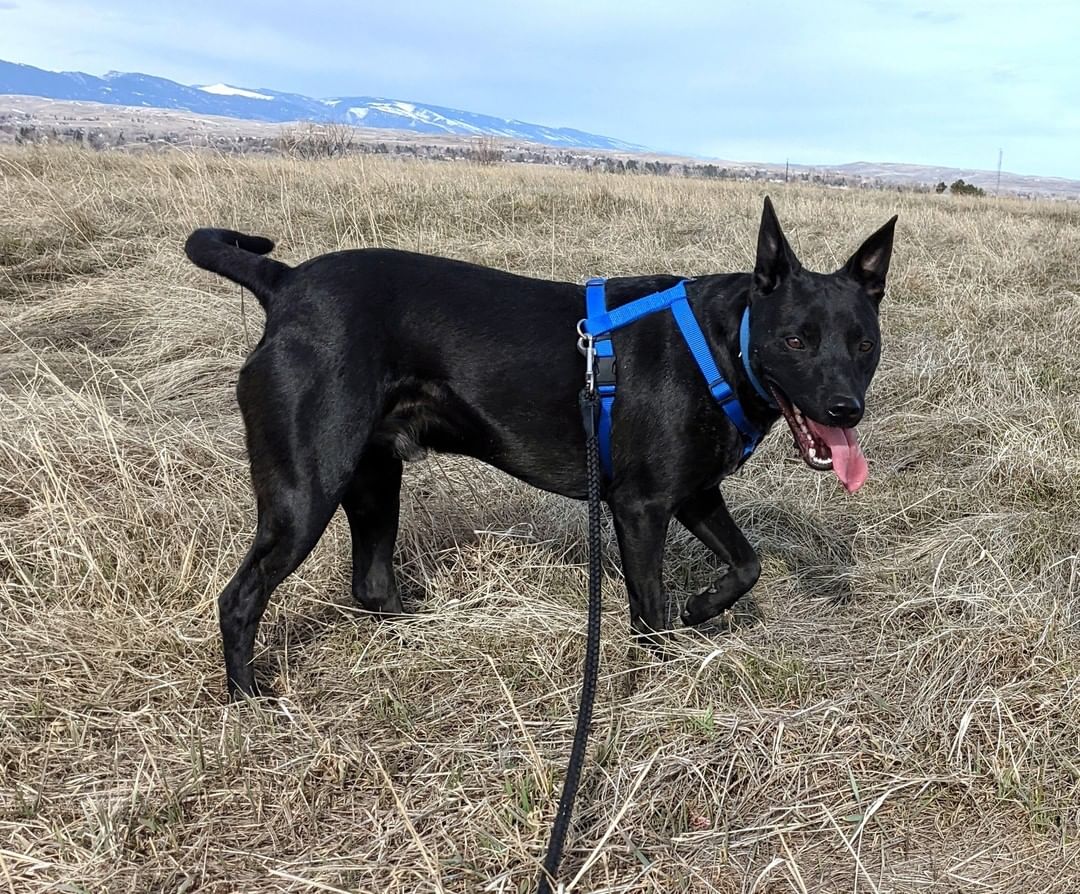 Our Black Friday Dog!!🖤 Meet Jax! Jax is a young professional mutt who would like to spend his days devoted to a person or family that he can call his own. This active young boy loves being outside running around and has never met a stranger! Jax is a fan of car rides, swimming, playing fetch, and going for long walks. So the person that is lucky enough to take Jax home will have a companion ready for a life of action and fun.

<a target='_blank' href='https://www.instagram.com/explore/tags/blackdog/'>#blackdog</a>  <a target='_blank' href='https://www.instagram.com/explore/tags/adoptme/'>#adoptme</a>