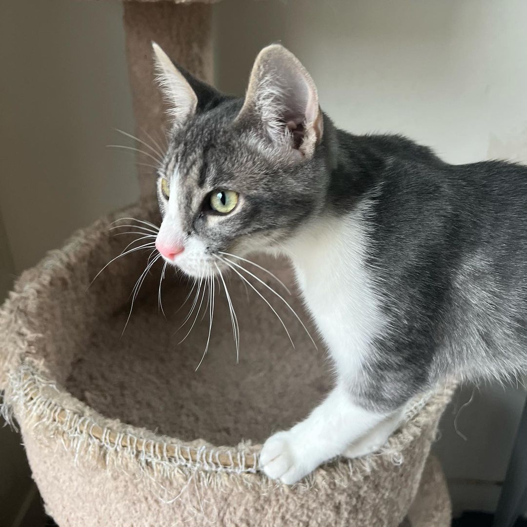 We love Mitzi !!! 
And we know you would too if you met her. Super duper playful, lap cat, kiss monster, gets along great with other cats, good with cat respecting dogs and kids! Her litter did test positive for FIV and sadly, we think it’s keeping her from getting adopted. Which is so sad because it’s not a big deal. 💔 Three of her brothers found their homes, now it’s her and her brother, Bodhi’s turn to go home. 
She is fully vetted and ready to go home. She is almost 5 months old. 
DM for an adoption questionnaire! 
.
.
.

.

.
.
.

.
<a target='_blank' href='https://www.instagram.com/explore/tags/tabbykitty/'>#tabbykitty</a><a target='_blank' href='https://www.instagram.com/explore/tags/fivpositive/'>#fivpositive</a><a target='_blank' href='https://www.instagram.com/explore/tags/fivpositivecat/'>#fivpositivecat</a><a target='_blank' href='https://www.instagram.com/explore/tags/fivpositivelyloved/'>#fivpositivelyloved</a><a target='_blank' href='https://www.instagram.com/explore/tags/whiskerwednesday/'>#whiskerwednesday</a><a target='_blank' href='https://www.instagram.com/explore/tags/kittensofig/'>#kittensofig</a><a target='_blank' href='https://www.instagram.com/explore/tags/adoptdontshop/'>#adoptdontshop</a><a target='_blank' href='https://www.instagram.com/explore/tags/carsonsheltersurvivor/'>#carsonsheltersurvivor</a><a target='_blank' href='https://www.instagram.com/explore/tags/sheltercat/'>#sheltercat</a><a target='_blank' href='https://www.instagram.com/explore/tags/formerbottlebaby/'>#formerbottlebaby</a><a target='_blank' href='https://www.instagram.com/explore/tags/cattastic/'>#cattastic</a><a target='_blank' href='https://www.instagram.com/explore/tags/fostercats/'>#fostercats</a><a target='_blank' href='https://www.instagram.com/explore/tags/fostercatsofinstagram/'>#fostercatsofinstagram</a>