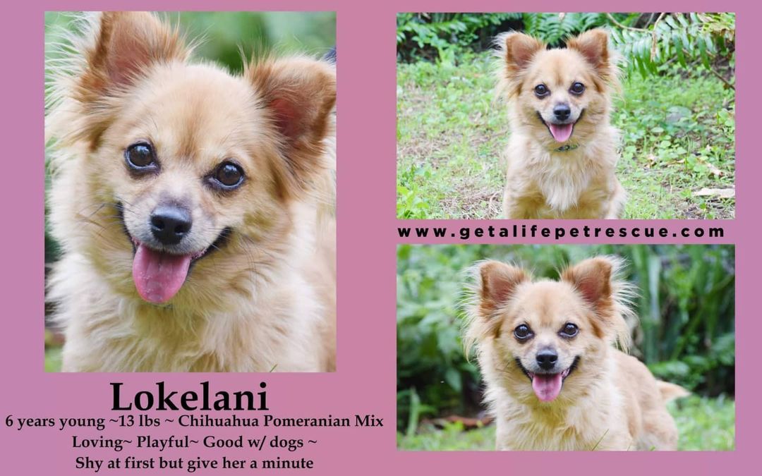 Please share and apply to adopt this beauty at https://www.getalifepetrescue.com/galpr-info/adoptables.html