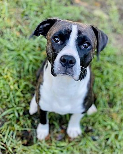 Here’s our collection of adoptable Black Dogs for Black Friday! 🖤

Meet Brogan and Smokey followed by black-and-white Caramel & Bart! 

All gorgeous and looking for a loving home!

Why not fill out an application and come and see who you bond with!