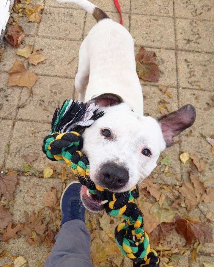 Meet Cruz, the official AWLA Tug of War Champion! It's his favorite game, but he really just loves any and all toys. 3-year-old Cruz is looking for a new best friend who will love playing with him just as much! 

Schedule an appointment to meet this playful pup at AlexandriaAnimals.org/Adopt-By-Appointment or with the link in our bio.

<a target='_blank' href='https://www.instagram.com/explore/tags/alexanimals/'>#alexanimals</a> <a target='_blank' href='https://www.instagram.com/explore/tags/adoptcruz/'>#adoptcruz</a> <a target='_blank' href='https://www.instagram.com/explore/tags/dogsofinstagram/'>#dogsofinstagram</a> <a target='_blank' href='https://www.instagram.com/explore/tags/tugofwar/'>#tugofwar</a>