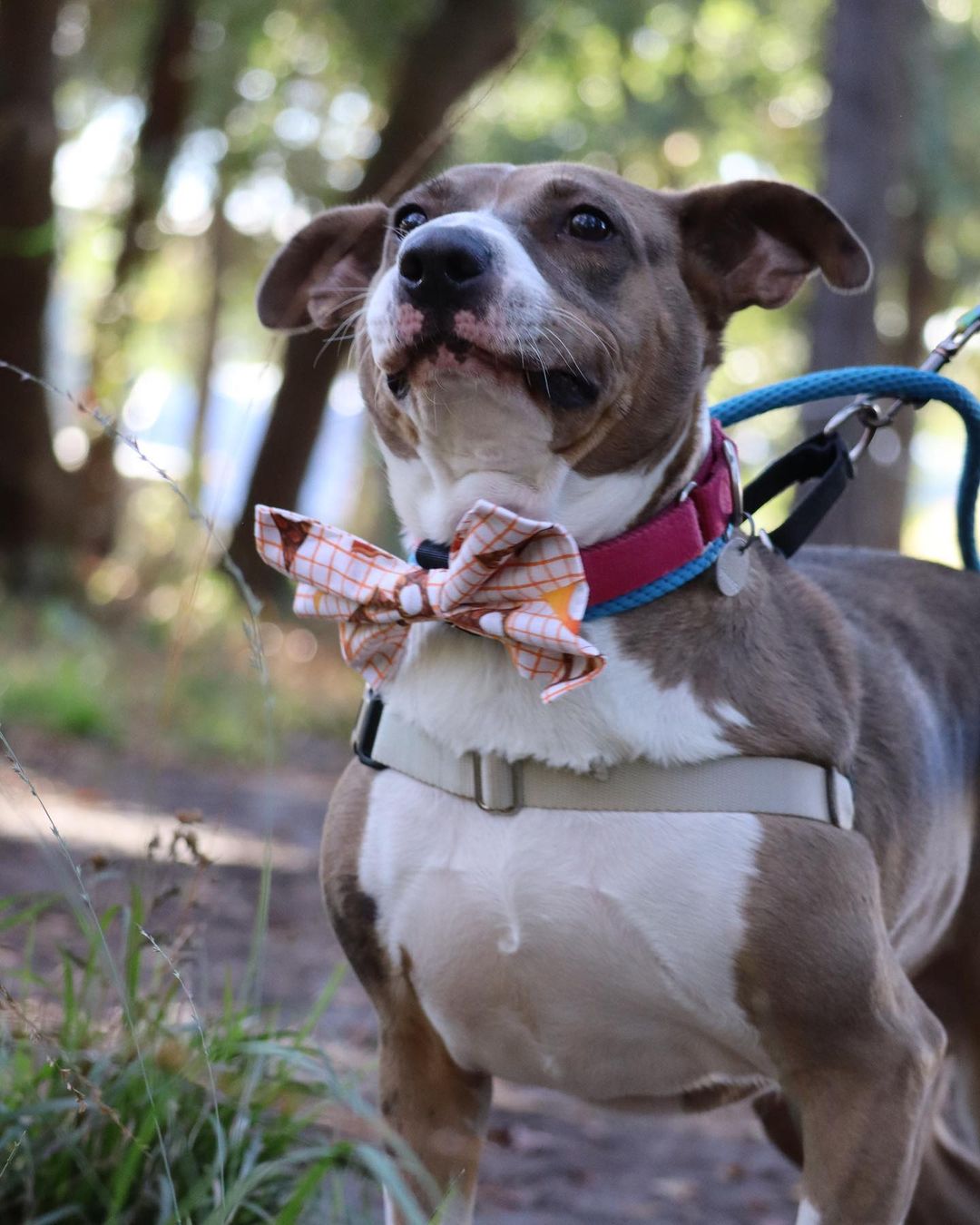 Girlie’s been with Pet Helpers for 208 days, but this week, we’d love to give her something to be thankful for 🦃🥰

This sweet 3 year old pup, along with all shelter pets aged 1 year and older, will be available for a fraction of the regular adoption fee this Saturday from 12-6 for our “Home for the Holidays” Adoption Event and Pet Supply Sale. 

We will be pulling out adoption specials as high as 40% off from Santa Paws’ hat, selling brand new collars, leashes, and harnesses, as well as hosting a silent auction to help provide for the costs of sheltering longterm pets like Girlie 🎅

Meet more adoptables at pethelpers.org and be sure to mark your calendars for our Home for the Holidays Adoption Event and Sale this coming Saturday from 12-6 🐾

.
.
.
.
.
.
<a target='_blank' href='https://www.instagram.com/explore/tags/petphotography/'>#petphotography</a> <a target='_blank' href='https://www.instagram.com/explore/tags/dogportrait/'>#dogportrait</a> <a target='_blank' href='https://www.instagram.com/explore/tags/dogportraits/'>#dogportraits</a> <a target='_blank' href='https://www.instagram.com/explore/tags/petportrait/'>#petportrait</a> <a target='_blank' href='https://www.instagram.com/explore/tags/petsofinstagram/'>#petsofinstagram</a> <a target='_blank' href='https://www.instagram.com/explore/tags/dogsofinstagram/'>#dogsofinstagram</a> <a target='_blank' href='https://www.instagram.com/explore/tags/charleston/'>#charleston</a> <a target='_blank' href='https://www.instagram.com/explore/tags/lowcountry/'>#lowcountry</a> <a target='_blank' href='https://www.instagram.com/explore/tags/lowcountryliving/'>#lowcountryliving</a> <a target='_blank' href='https://www.instagram.com/explore/tags/fall/'>#fall</a> <a target='_blank' href='https://www.instagram.com/explore/tags/thanksgiving/'>#thanksgiving</a> <a target='_blank' href='https://www.instagram.com/explore/tags/thanksgiving2021/'>#thanksgiving2021</a> <a target='_blank' href='https://www.instagram.com/explore/tags/smallbusinesssaturday/'>#smallbusinesssaturday</a> <a target='_blank' href='https://www.instagram.com/explore/tags/blackfriday/'>#blackfriday</a> <a target='_blank' href='https://www.instagram.com/explore/tags/shelter/'>#shelter</a> <a target='_blank' href='https://www.instagram.com/explore/tags/shelterdog/'>#shelterdog</a> <a target='_blank' href='https://www.instagram.com/explore/tags/thankful/'>#thankful</a> <a target='_blank' href='https://www.instagram.com/explore/tags/rescue/'>#rescue</a> <a target='_blank' href='https://www.instagram.com/explore/tags/rescuedog/'>#rescuedog</a> <a target='_blank' href='https://www.instagram.com/explore/tags/shelterdogsofinstagram/'>#shelterdogsofinstagram</a> <a target='_blank' href='https://www.instagram.com/explore/tags/rescuedismyfavoritebreed/'>#rescuedismyfavoritebreed</a> <a target='_blank' href='https://www.instagram.com/explore/tags/rescuedogsofinstagram/'>#rescuedogsofinstagram</a> <a target='_blank' href='https://www.instagram.com/explore/tags/adopt/'>#adopt</a> <a target='_blank' href='https://www.instagram.com/explore/tags/adoptme/'>#adoptme</a> <a target='_blank' href='https://www.instagram.com/explore/tags/adoptdontshop/'>#adoptdontshop</a> <a target='_blank' href='https://www.instagram.com/explore/tags/muttsofinstagram/'>#muttsofinstagram</a> <a target='_blank' href='https://www.instagram.com/explore/tags/mutt/'>#mutt</a> <a target='_blank' href='https://www.instagram.com/explore/tags/girlie/'>#girlie</a> <a target='_blank' href='https://www.instagram.com/explore/tags/southcarolina/'>#southcarolina</a> <a target='_blank' href='https://www.instagram.com/explore/tags/sc/'>#sc</a>