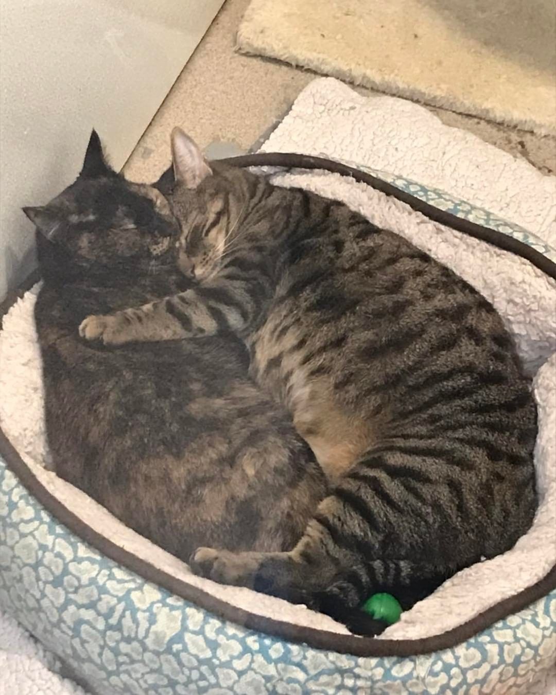 Blinky and Feisty are inseparable.  They are looking for a forever home together if possible to continue taking their daily naps together and furever cuddles.  They are somewhat shy to new people but deserve the best of home!😻