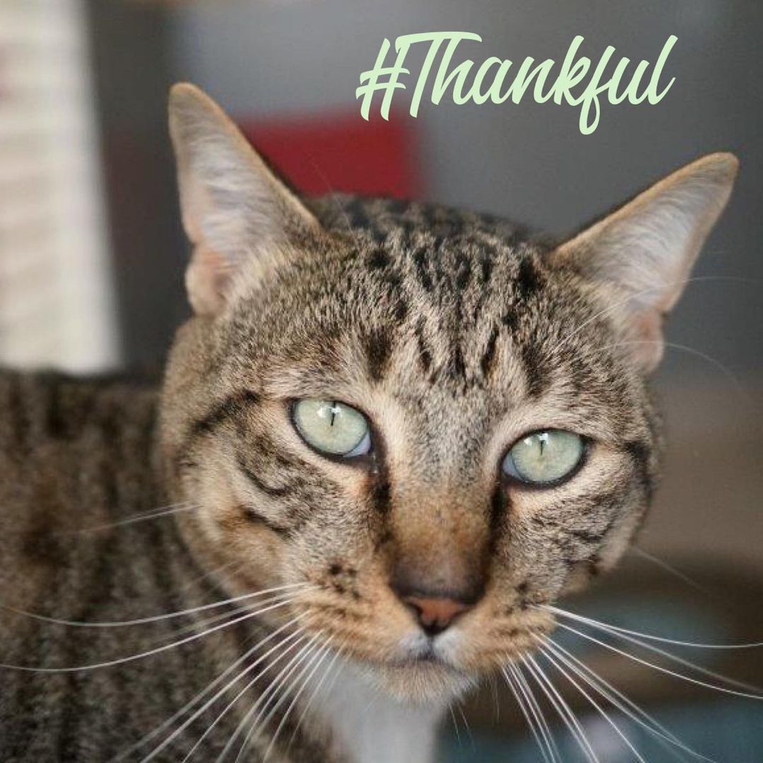 PAWSBINK is thankful for...

Paws and Fins Pet Store for collecting pet donations year-round. Their generous in-kind gala 
sponsorships, fostering cats and kittens, and so much more! 
.
.
.
<a target='_blank' href='https://www.instagram.com/explore/tags/pawsandfins/'>#pawsandfins</a> <a target='_blank' href='https://www.instagram.com/explore/tags/thankful/'>#thankful</a> <a target='_blank' href='https://www.instagram.com/explore/tags/bainbridgeisland/'>#bainbridgeisland</a> <a target='_blank' href='https://www.instagram.com/explore/tags/pawsbink/'>#pawsbink</a> <a target='_blank' href='https://www.instagram.com/explore/tags/shoplocal/'>#shoplocal</a> <a target='_blank' href='https://www.instagram.com/explore/tags/helpingtheanimals/'>#helpingtheanimals</a>