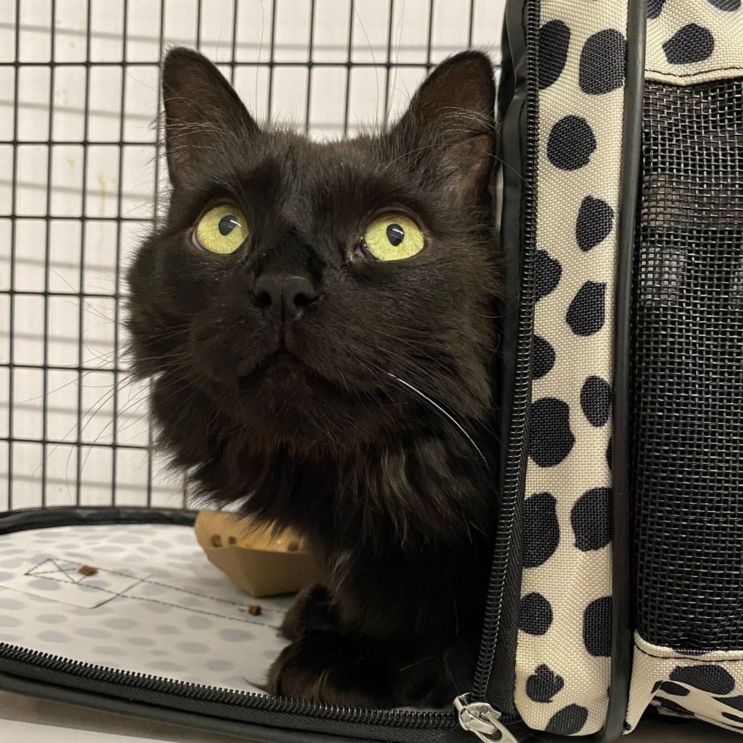 Happy Caturday from Bayne! This longhaired kitty's yellow eyes are some of the most captivating we've ever seen! 

If you would like to learn more about Bayne and schedule and appointment to meet her, visit AlexandriaAnimals.org/Adopt-By-Appointment or use the link in our bio.

<a target='_blank' href='https://www.instagram.com/explore/tags/alexanimals/'>#alexanimals</a> <a target='_blank' href='https://www.instagram.com/explore/tags/adoptbayne/'>#adoptbayne</a> <a target='_blank' href='https://www.instagram.com/explore/tags/catsofinstagram/'>#catsofinstagram</a> <a target='_blank' href='https://www.instagram.com/explore/tags/adoptaseniorpetmonth/'>#adoptaseniorpetmonth</a>