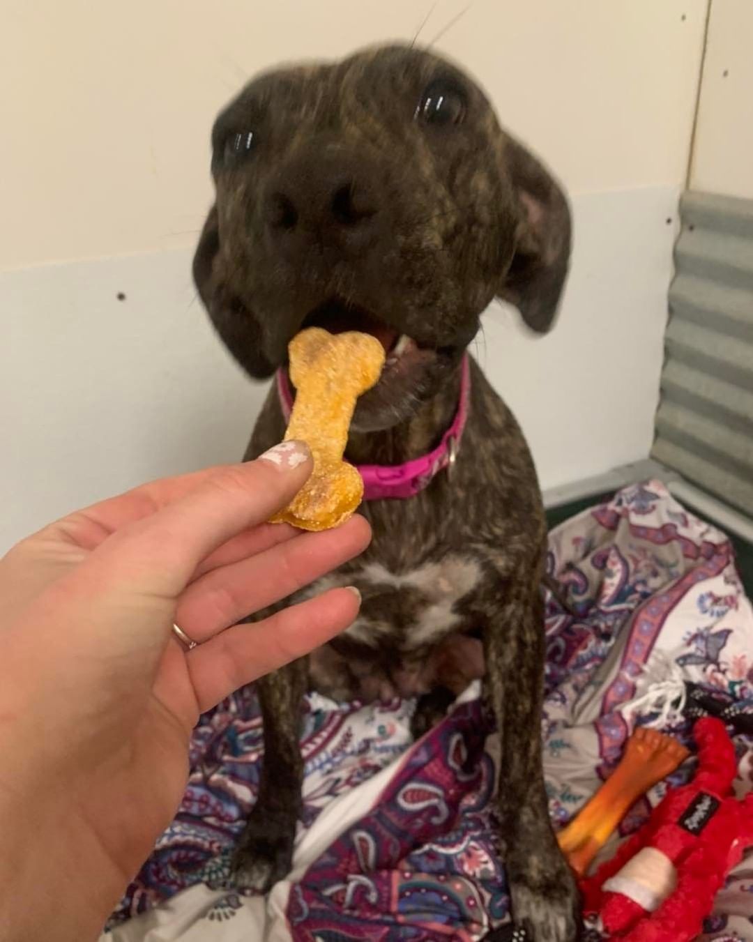 Octavia loves pumpkin! Someone made us some yummy homemade pumpkin bones and they are her favorite! Stay tuned to see more of our adoptable animals and what their favorite food is this Thanksgiving.