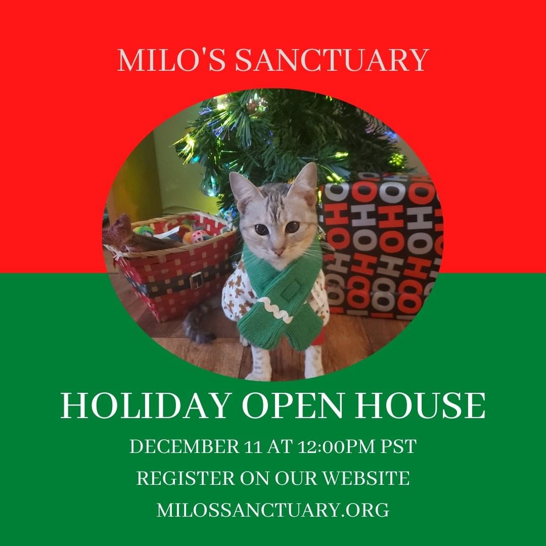 We're welcoming visitors to the Sanctuary for our holiday open house on Saturday, December 11 at 12:00pm. 

Visit with the cats, check out the barnyard and feral enclosures, chat with the animal care team and do some holiday shopping at the Sanctuary boutique!

We're excited to see you in person for this special event. Register today on our website!

<a target='_blank' href='https://www.instagram.com/explore/tags/milossanctuary/'>#milossanctuary</a> <a target='_blank' href='https://www.instagram.com/explore/tags/truehearthaven/'>#truehearthaven</a> <a target='_blank' href='https://www.instagram.com/explore/tags/specialneedscats/'>#specialneedscats</a> <a target='_blank' href='https://www.instagram.com/explore/tags/holidayopenhouse/'>#holidayopenhouse</a>🎄 <a target='_blank' href='https://www.instagram.com/explore/tags/felinefun/'>#felinefun</a> <a target='_blank' href='https://www.instagram.com/explore/tags/lotsofcatsinhere/'>#lotsofcatsinhere</a>
