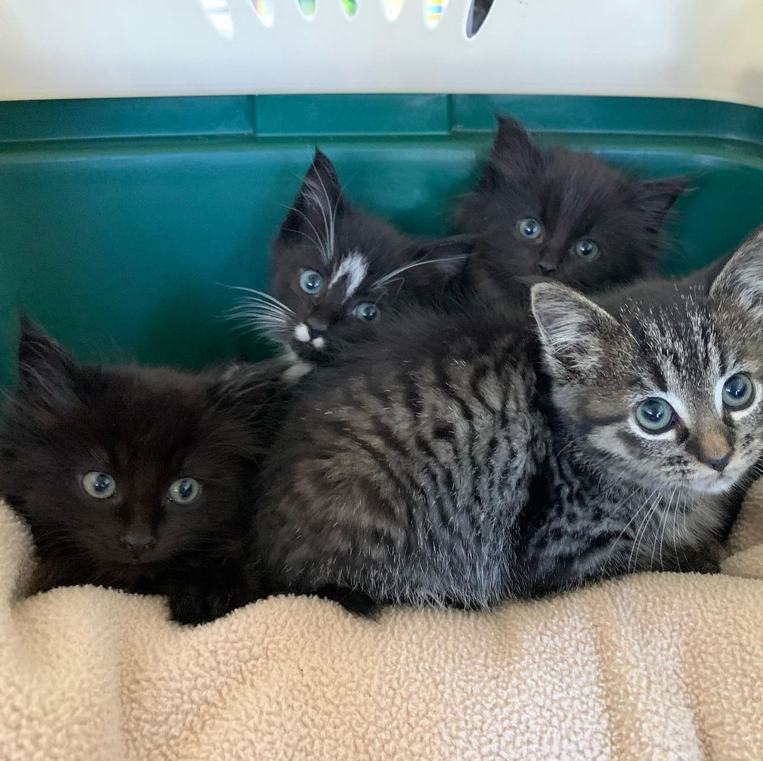 New babies taken in yesterday. About 5 weeks old. 3 boys (the tux & black) and 1 girl (tabby). They will not be ready to go to new homes until after Christmas. We need kitten fancy feast and pine pellet litter. Find our wish list in our bio or go here: https://www.chewy.com/g/sparkle-cat-rescue-inc_b69941964 🤶 www.sparklecatrescue.org 
.
.
.
.
<a target='_blank' href='https://www.instagram.com/explore/tags/imasparklekittynow/'>#imasparklekittynow</a>  <a target='_blank' href='https://www.instagram.com/explore/tags/cutekittens/'>#cutekittens</a> <a target='_blank' href='https://www.instagram.com/explore/tags/adoptdontshop/'>#adoptdontshop</a> <a target='_blank' href='https://www.instagram.com/explore/tags/tinykitten/'>#tinykitten</a> <a target='_blank' href='https://www.instagram.com/explore/tags/fosteringsaveslives/'>#fosteringsaveslives</a> <a target='_blank' href='https://www.instagram.com/explore/tags/rescuecats/'>#rescuecats</a> <a target='_blank' href='https://www.instagram.com/explore/tags/spayandneuter/'>#spayandneuter</a> <a target='_blank' href='https://www.instagram.com/explore/tags/meow/'>#meow</a> <a target='_blank' href='https://www.instagram.com/explore/tags/caturday/'>#caturday</a> <a target='_blank' href='https://www.instagram.com/explore/tags/adoptacat/'>#adoptacat</a> <a target='_blank' href='https://www.instagram.com/explore/tags/blackcatsofinstagram/'>#blackcatsofinstagram</a> <a target='_blank' href='https://www.instagram.com/explore/tags/fluffycat/'>#fluffycat</a> <a target='_blank' href='https://www.instagram.com/explore/tags/tabbycatsofinstagram/'>#tabbycatsofinstagram</a>