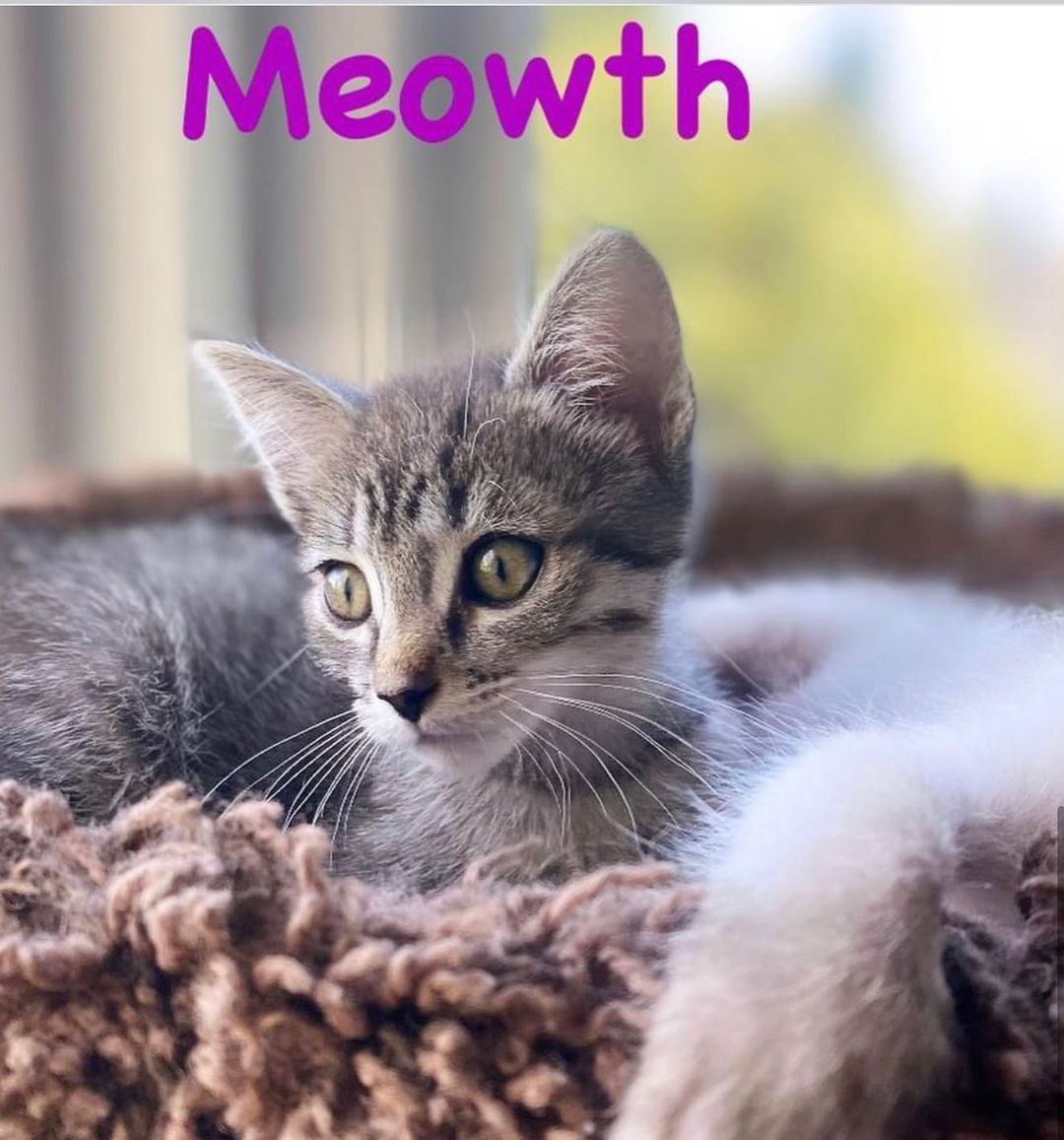 😻CUTENESS ALERT! 🚨 
-8 weeks old
-Former bottle babies
- Gengar is male
-Eevee, Umbreon and Meowth
are females 
😽Meet the Pokémon crew!! 
These guys are a pile of cuddles. They are all SUPER friendly, socialized, do well with Foster’s kids (boys age 4 and 7). They are just learning how to play and wrestle. They are a bundle of kitten energy and love their wet food!
When they are all tuckered out they will cuddle with each other for naps- but the moment you walk in the door they are meowing to get a good spot to cuddle on your lap. They instantly purr upon being held and love being kissed on. At night they cuddle up with the Foster and sleep. These guys are going to be the sweetest, well socialized pets ever!!! 
Must go as pairs or into a home with a pet already waiting to be their new best friend. 
Interested? DM for an adoption questionnaire! 
.
.
.
.

<a target='_blank' href='https://www.instagram.com/explore/tags/adoptdontshop/'>#adoptdontshop</a> <a target='_blank' href='https://www.instagram.com/explore/tags/rescuekittensoflosangeles/'>#rescuekittensoflosangeles</a> <a target='_blank' href='https://www.instagram.com/explore/tags/kittensforadoption2021/'>#kittensforadoption2021</a> <a target='_blank' href='https://www.instagram.com/explore/tags/spayandneuteryourpets/'>#spayandneuteryourpets</a> <a target='_blank' href='https://www.instagram.com/explore/tags/bottlefedkittens/'>#bottlefedkittens</a> <a target='_blank' href='https://www.instagram.com/explore/tags/cuddlebugs/'>#cuddlebugs</a><a target='_blank' href='https://www.instagram.com/explore/tags/saturdaycaturday/'>#saturdaycaturday</a><a target='_blank' href='https://www.instagram.com/explore/tags/adoptme/'>#adoptme</a>