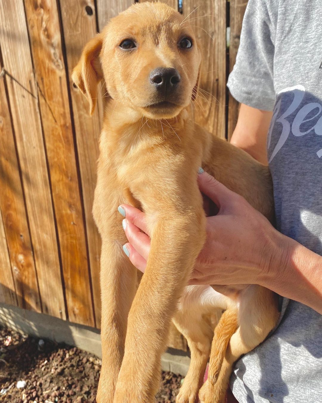 We rescued Nopales and his three siblings from a flower shop in Tijuana. They lived outside their shop for their whole lives, until one of our friends brought them to our attention. They’re now fully vaccinated and looking for their furever homes!

Nopales is so sweet, trusting, and charming. He gets so excited to see his human and dog friends. He loves to play with everyone he meets. He has the softest fur and the sweetest puppy breath!

We think these pups are mixes of lab and possibly vizsla, pitty, or Shepherd. Whatever they are, they are unbelievably sweet and adorable. We think they’ll grow to be 40-50 pounds.

Please apply for Nopales through our website: pupswithoutborders.org

<a target='_blank' href='https://www.instagram.com/explore/tags/adoptdontshop/'>#adoptdontshop</a> <a target='_blank' href='https://www.instagram.com/explore/tags/adoptme/'>#adoptme</a> <a target='_blank' href='https://www.instagram.com/explore/tags/puppies/'>#puppies</a> <a target='_blank' href='https://www.instagram.com/explore/tags/dog/'>#dog</a> <a target='_blank' href='https://www.instagram.com/explore/tags/dogs/'>#dogs</a> <a target='_blank' href='https://www.instagram.com/explore/tags/rescuedogsofinstagram/'>#rescuedogsofinstagram</a> <a target='_blank' href='https://www.instagram.com/explore/tags/puppiesofinstagram/'>#puppiesofinstagram</a> <a target='_blank' href='https://www.instagram.com/explore/tags/dogsofinstagram/'>#dogsofinstagram</a> <a target='_blank' href='https://www.instagram.com/explore/tags/puppy/'>#puppy</a> <a target='_blank' href='https://www.instagram.com/explore/tags/losangeles/'>#losangeles</a>