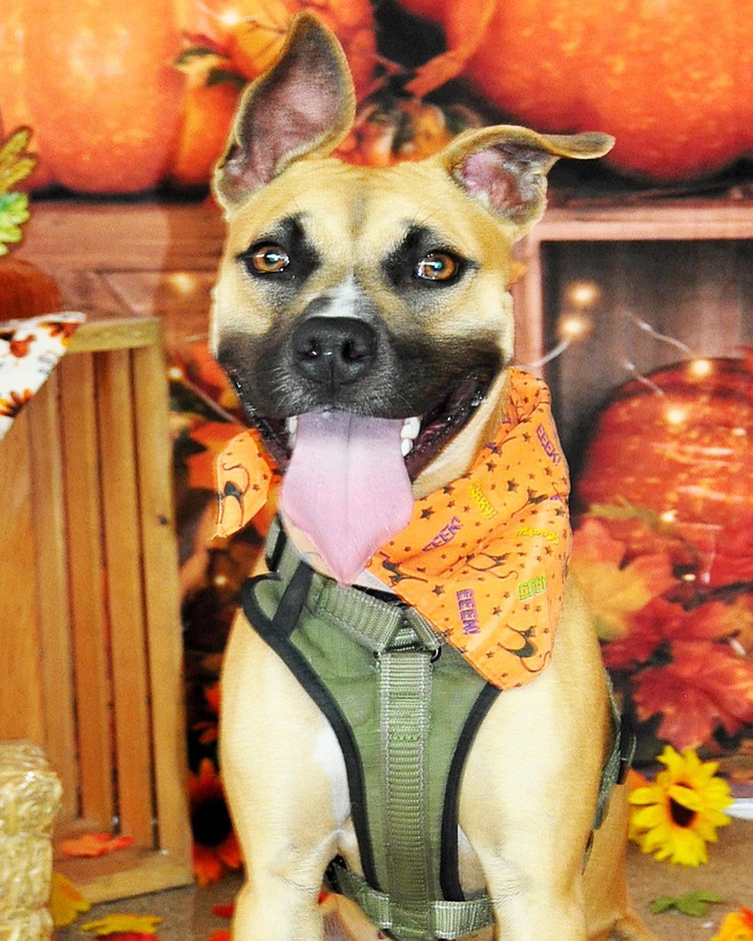 Happy Thanksgiving!🍁🐶🙏
These wagging tails would love to break bread with a family around the table. To adopt a pet, visit abandonedpetrescue.org

Thank you Cheryl D Photography for the beautiful photos of our adoptable dogs. 

<a target='_blank' href='https://www.instagram.com/explore/tags/loveisguaranteed/'>#loveisguaranteed</a> <a target='_blank' href='https://www.instagram.com/explore/tags/adopt/'>#adopt</a> <a target='_blank' href='https://www.instagram.com/explore/tags/homefortheholidays/'>#homefortheholidays</a> <a target='_blank' href='https://www.instagram.com/explore/tags/abandonedpetrescue/'>#abandonedpetrescue</a> <a target='_blank' href='https://www.instagram.com/explore/tags/animalrescue/'>#animalrescue</a>