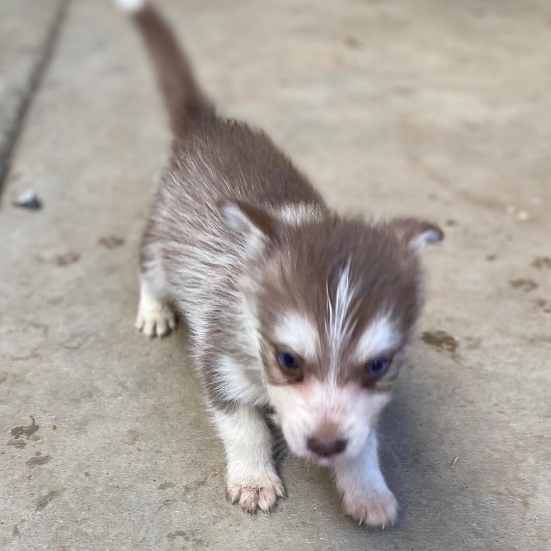 🐾💚Fosters Needed💚🐾 
These 2 female husky/terrier mix puppies are in need of fosters ASAP!

🐾If interested, please fill out a Foster Application at amazingstraysrescue.org

🐾All supplies and an amazing support team included! 

🐾 Please share this on your social media 

🐾 Want to help? All of our incoming dogs have medical bills to be paid! You could sponsor a spay or neuter!

🐾 Fostering even for just two weeks is extremely helpful to a dog in need!

🐾 All supplies included!

<a target='_blank' href='https://www.instagram.com/explore/tags/RescueDog/'>#RescueDog</a> <a target='_blank' href='https://www.instagram.com/explore/tags/AdoptDontShop/'>#AdoptDontShop</a> <a target='_blank' href='https://www.instagram.com/explore/tags/RescuePuppy/'>#RescuePuppy</a> <a target='_blank' href='https://www.instagram.com/explore/tags/ForTheLoveOfDogs/'>#ForTheLoveOfDogs</a> <a target='_blank' href='https://www.instagram.com/explore/tags/GetInvolved/'>#GetInvolved</a> <a target='_blank' href='https://www.instagram.com/explore/tags/Donate/'>#Donate</a> <a target='_blank' href='https://www.instagram.com/explore/tags/Volunteer/'>#Volunteer</a> <a target='_blank' href='https://www.instagram.com/explore/tags/FosteringSavesLives/'>#FosteringSavesLives</a> <a target='_blank' href='https://www.instagram.com/explore/tags/dogsofinstagram/'>#dogsofinstagram</a> <a target='_blank' href='https://www.instagram.com/explore/tags/dogsofinsta/'>#dogsofinsta</a> <a target='_blank' href='https://www.instagram.com/explore/tags/asradoptme/'>#asradoptme</a>