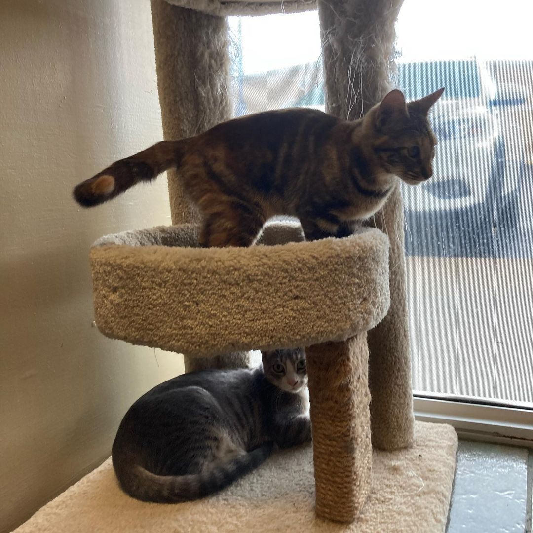 We are waiting at the window for you! All cats at SpayMart are fixed, micro-chipped& vaccinated. SpayMart Thriftshop is at 6601 Veterans Memorial Blvd., Metairie,LA (behind the TJMaxx across from Lafreniere Park) open Tues-Sat. 10:30am-4 pm <a target='_blank' href='https://www.instagram.com/explore/tags/SpayMartThriftStore/'>#SpayMartThriftStore</a>
<a target='_blank' href='https://www.instagram.com/explore/tags/SpaymartSavesLives/'>#SpaymartSavesLives</a>
<a target='_blank' href='https://www.instagram.com/explore/tags/RescuedIsMyFavoriteBreed/'>#RescuedIsMyFavoriteBreed</a> <a target='_blank' href='https://www.instagram.com/explore/tags/curious/'>#curious</a> <a target='_blank' href='https://www.instagram.com/explore/tags/vintage/'>#vintage</a> <a target='_blank' href='https://www.instagram.com/explore/tags/adoptarescuecat/'>#adoptarescuecat</a>
<a target='_blank' href='https://www.instagram.com/explore/tags/nola/'>#nola</a> <a target='_blank' href='https://www.instagram.com/explore/tags/metairie/'>#metairie</a> <a target='_blank' href='https://www.instagram.com/explore/tags/louisiana/'>#louisiana</a> <a target='_blank' href='https://www.instagram.com/explore/tags/ThriftStoreFinds/'>#ThriftStoreFinds</a> <a target='_blank' href='https://www.instagram.com/explore/tags/thrifting/'>#thrifting</a> <a target='_blank' href='https://www.instagram.com/explore/tags/meow/'>#meow</a> <a target='_blank' href='https://www.instagram.com/explore/tags/cats/'>#cats</a> <a target='_blank' href='https://www.instagram.com/explore/tags/NewOrleans/'>#NewOrleans</a> <a target='_blank' href='https://www.instagram.com/explore/tags/GulfCoast/'>#GulfCoast</a>
<a target='_blank' href='https://www.instagram.com/explore/tags/ThriftStore/'>#ThriftStore</a> <a target='_blank' href='https://www.instagram.com/explore/tags/SecondHand/'>#SecondHand</a> <a target='_blank' href='https://www.instagram.com/explore/tags/AllProceedsGoToRescueCats/'>#AllProceedsGoToRescueCats</a>
<a target='_blank' href='https://www.instagram.com/explore/tags/bestneworleans/'>#bestneworleans</a> 🐾