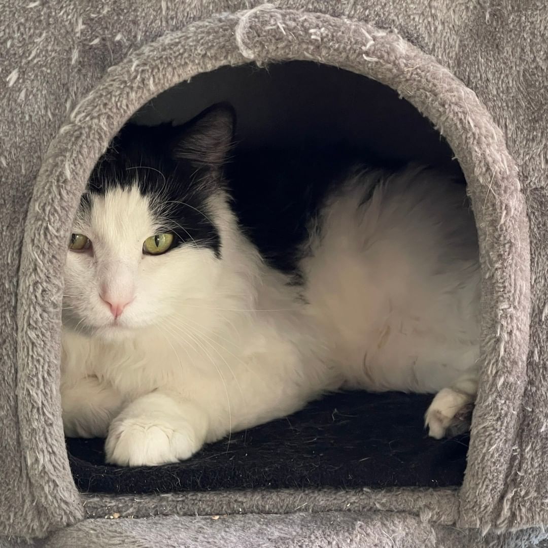 O'Henry! ❤

Henry is 7-year-old fluffy boy who can't wait to meet new people. This friendly guy is a sweet as he is handsome and at almost 12 lean lbs. he is irresistible. 

If you can't resist Henry call 208.788.4351 and meet this big boy. 🐾