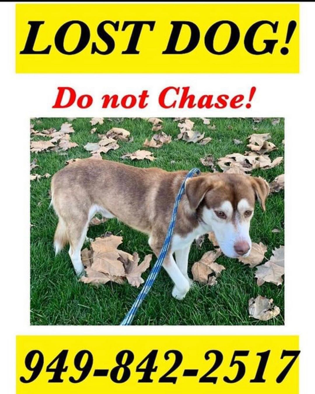 💙UPDATE- FOUND and safe💙 🚨Please help find Buddy🚨. Last seen this morning in San Clemente.  He’s traveled from Aliso Viejo to Laguna Beach to Irvine back to Laguna Woods and now to San Clemente. He is very skittish so please don’t Chase. Report sightings !! A FB page has been created as well <a target='_blank' href='https://www.instagram.com/explore/tags/HelpBringBuddyHome/'>#HelpBringBuddyHome</a>. @logans_legacy29