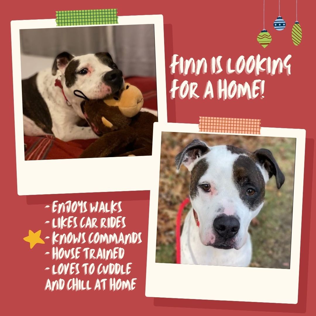 Finn is a 8 year old pit mix looking for a <a target='_blank' href='https://www.instagram.com/explore/tags/Foreverhome/'>#Foreverhome</a>. Finn's ideal home would be a quiet home where he can chill at home most of the time and cuddles with his human. He also enjoys going on long walks with his human and going on car rides. Finn knows some commands and likes to sit or gives paw for treats. He likes to play toys by himself. He goes to play groups with dogs his size (he's 75lbs) but prefers to be an only dog at home.  He has resource guarding issues with dogs (good with human), so he should be fed separately. He does well with dogs after slow and proper introduction. He has some prey drive so he is not cat friendly. Given his size, he is good with older kids over 16. Finn is fully house trained. He does well at home by himself without a crate he just sleeps when he is home alone, but he is also fine in a crate. He whines at first and then settles in the crate.

<a target='_blank' href='https://www.instagram.com/explore/tags/adoptabledog/'>#adoptabledog</a> 

🐾 Please Note: All dogs currently available for adoption are posted on our website. This dog may have other interested adopters in line. If you are interested in adopting, please fill out an application. 🐾