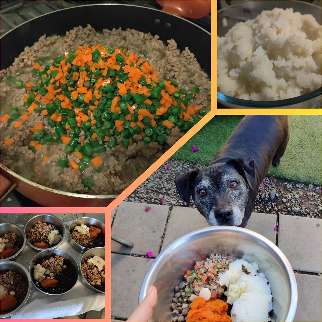 Happy Thanksgiving! Bernadette, Franco, Kobe, Jasmine, and all the dogs at DDR are so thankful for the extra special homemade treat this morning and for all your love and support. Wishing everyone good food, good health, and good times with friends and family this Thanksgiving!

<a target='_blank' href='https://www.instagram.com/explore/tags/ddrfranco/'>#ddrfranco</a> <a target='_blank' href='https://www.instagram.com/explore/tags/ddrkobe/'>#ddrkobe</a> <a target='_blank' href='https://www.instagram.com/explore/tags/ddrjasmine/'>#ddrjasmine</a> <a target='_blank' href='https://www.instagram.com/explore/tags/adoptdontshop/'>#adoptdontshop</a> <a target='_blank' href='https://www.instagram.com/explore/tags/happythanksgivng/'>#happythanksgivng</a>