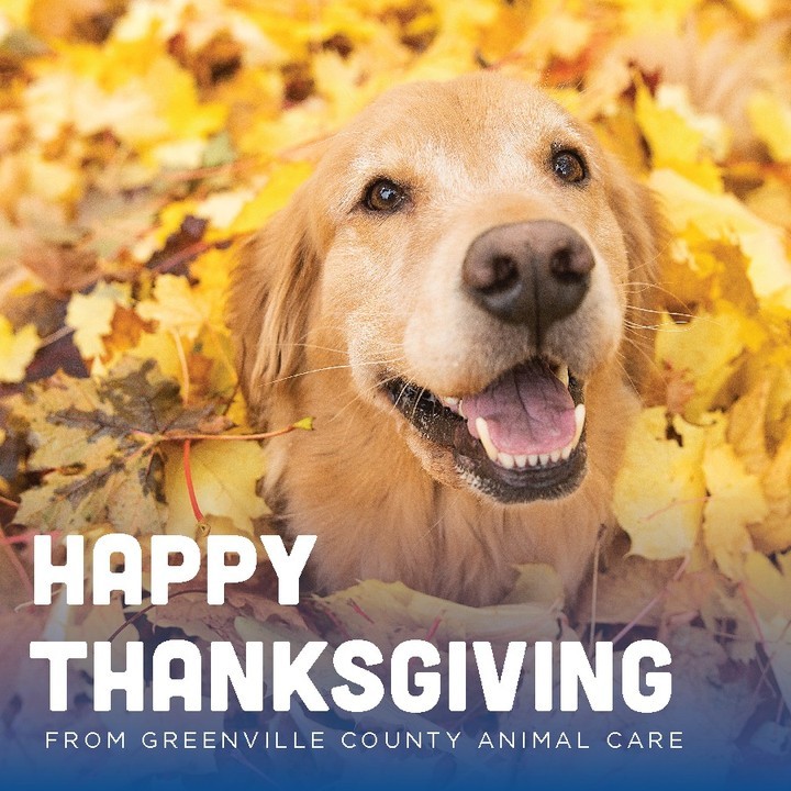 We hope you have a joyous Thanksgiving with your FURiends, whether you're gathering or celebrating from afar. We're thankful for each and every one of you who adopts, fosters, donates or spreads the word about the life-saving mission here at Animal Care. Happy holidays!⁠
⁠
As a reminder: our Shelter will be closed today & tomorrow for the Thanksgiving holiday! We look forward to seeing you on Saturday! 🐶🐱