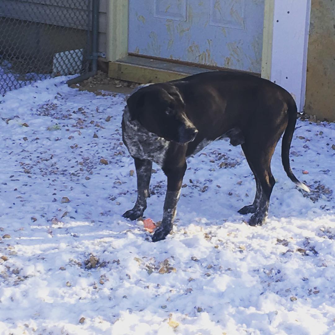 Tonka - he’s a gentle giant and one of our newest Shelter residents!