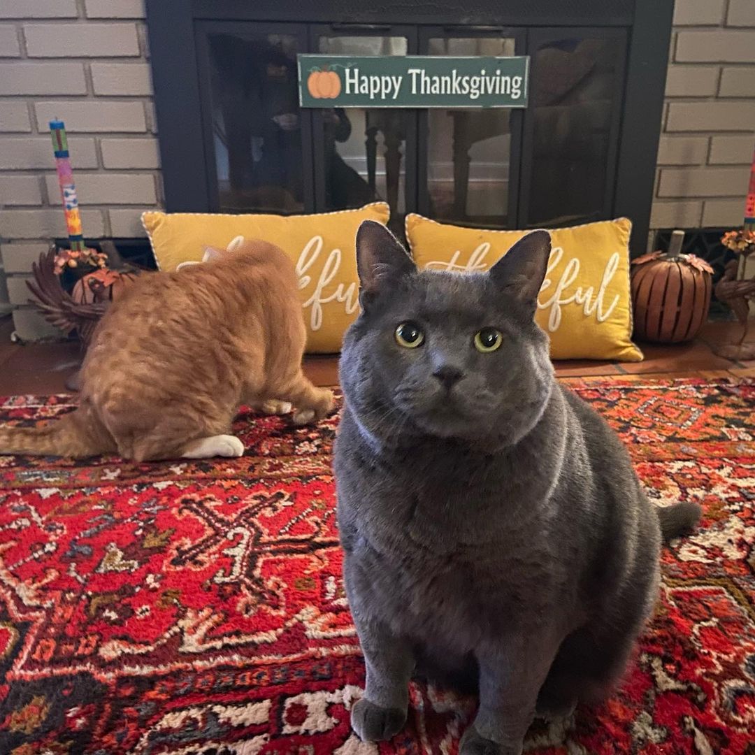 Brecken & Blue already ate the 20 pound turkey! 🤣 Talk about a <a target='_blank' href='https://www.instagram.com/explore/tags/whiskersbestlife/'>#whiskersbestlife</a> 🦃

Here at Whiskers we are so very thankful to all of our supporters; donors, volunteers, adopters, and community partners that make our work possible. 🙏 We wish you the most peaceful Thanksgiving. 🧡

📸: @brecken_blue_ (on Instagram)