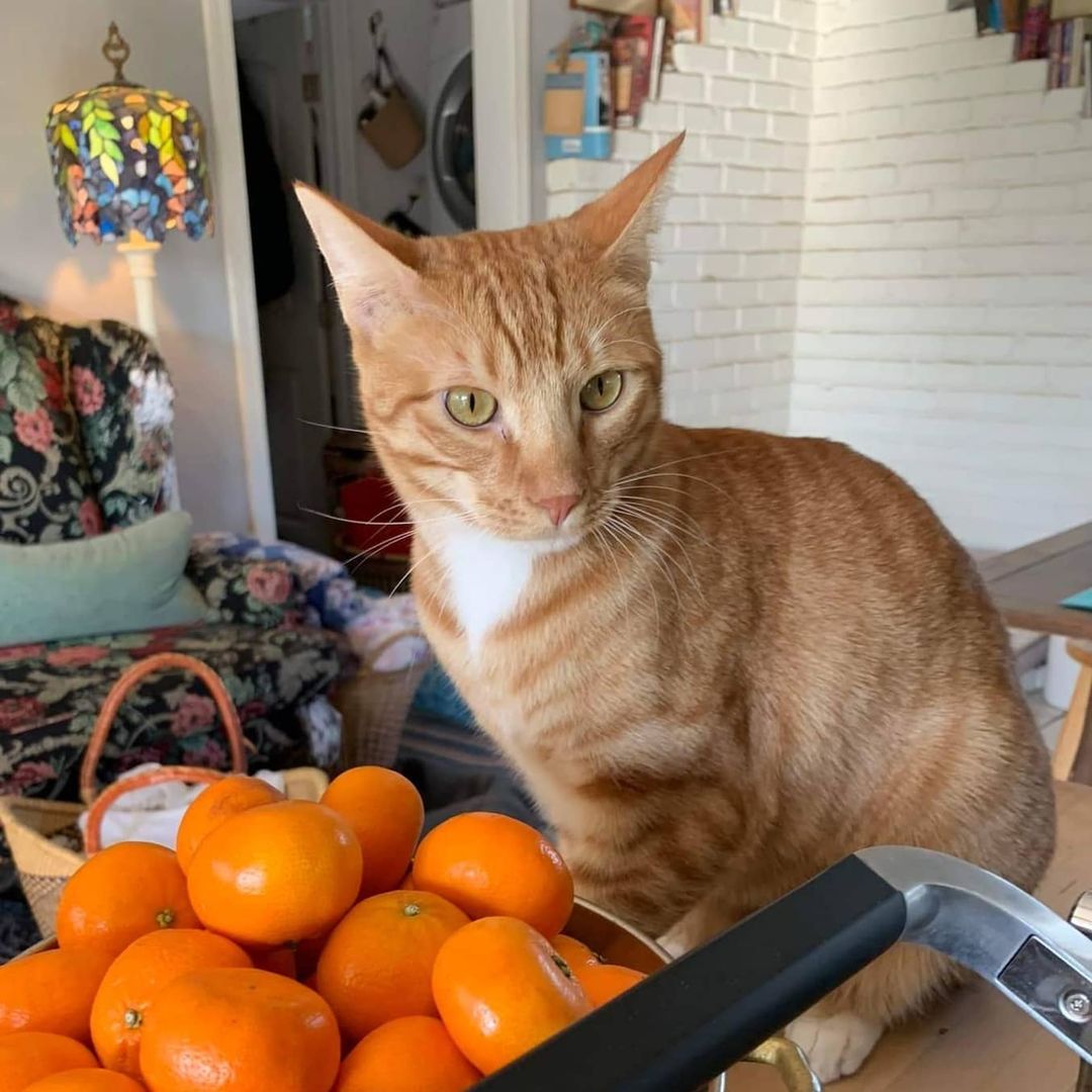 Is orange your color!? It sure is Fuegos color! He's a sweet, sensitive, 1.5 year old cuddle bug and it took him a few weeks to get settled before he was brave enough to really explore every inch of his foster home. Now he's out and being very social. Fuego finds his footing more and more each day. He is a master of snuggling under the covers…with or without a person which means his family has to first check before sitting down on any bed! Fuego is ready for adoption to a patient and understanding home with or without other pets.
WineCountryAnimalLovers.org/kitty/evacuee-litter-Fuego