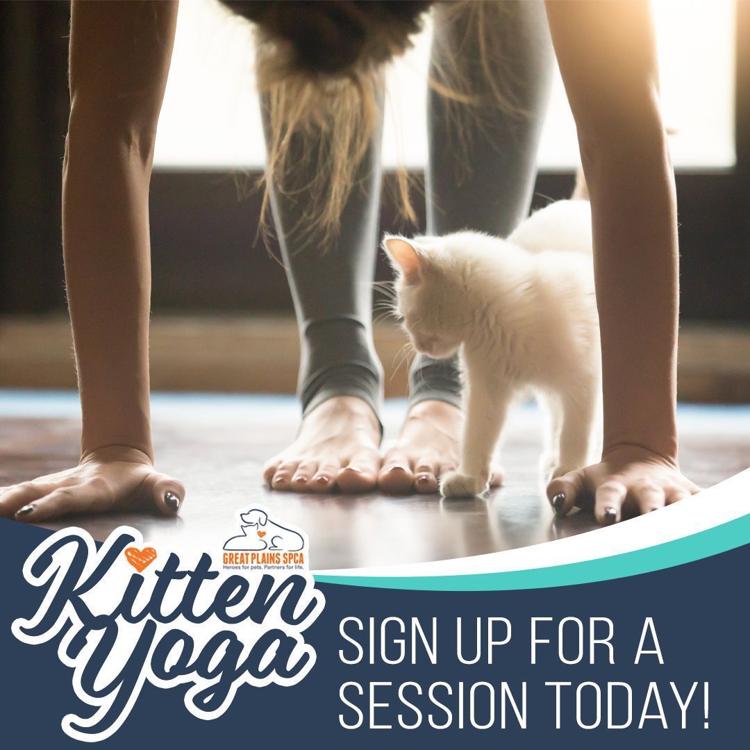 Join us for Yoga With Kittens on Saturday, December 11! 🧘‍♀️😻🧘‍♂️ Four 30-minute yoga sessions will be led amidst kitten mischief and cuteness. What a purrfect way to spend a Saturday! Claim your spot at the {Link in Bio}. 🐾⠀
⠀
<a target='_blank' href='https://www.instagram.com/explore/tags/yogawithkittens/'>#yogawithkittens</a> <a target='_blank' href='https://www.instagram.com/explore/tags/event/'>#event</a> <a target='_blank' href='https://www.instagram.com/explore/tags/animalshelter/'>#animalshelter</a> <a target='_blank' href='https://www.instagram.com/explore/tags/kittens/'>#kittens</a> <a target='_blank' href='https://www.instagram.com/explore/tags/purrfect/'>#purrfect</a> <a target='_blank' href='https://www.instagram.com/explore/tags/greatplainsspca/'>#greatplainsspca</a> <a target='_blank' href='https://www.instagram.com/explore/tags/greatplainsfamily/'>#greatplainsfamily</a>