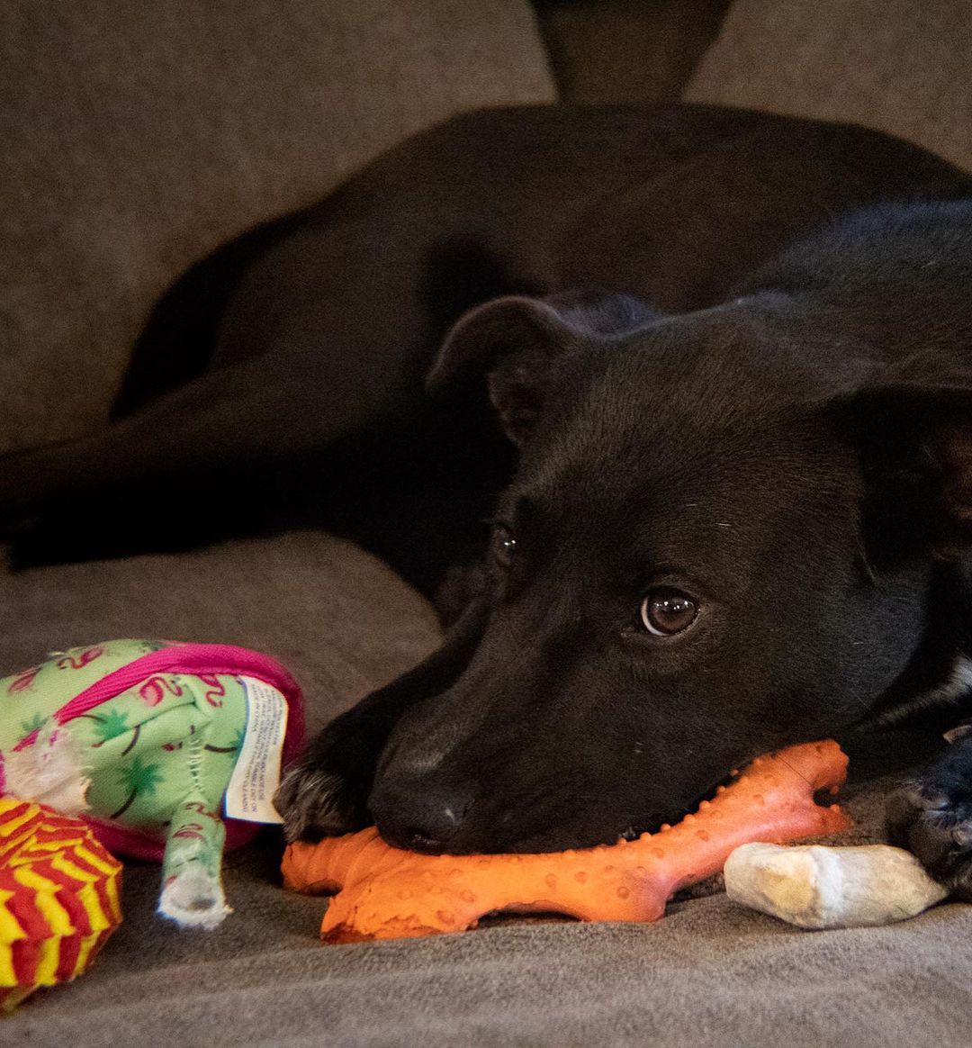 Meet Dawn! Dawn is a 1 year old Border Collie mix from Tennessee. She’s been waiting at a shelter down there since May with no interest. But not anymore! 

Dawn is now here with us and she couldn’t be more perfect. Here’s what her Thanksgiving fosters had to say:

“She is very cuddly and gentle, but also needs an outlet for her energy. She loves to chew her toys to pieces and gnaw loudly on bones, but is good about listening to 