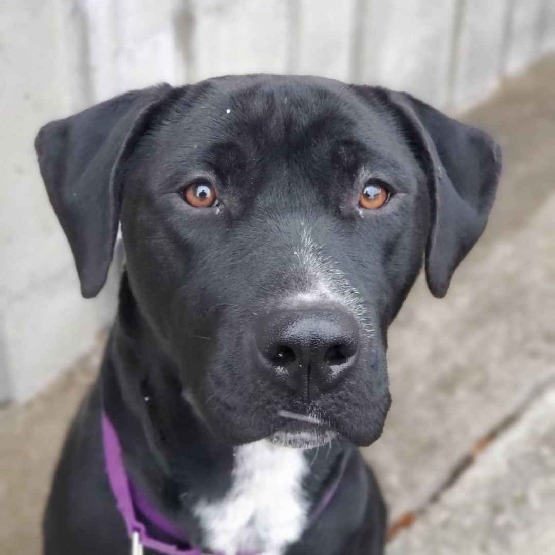 They just don't get much prettier than this girl! Cali is a stunning 2 year old Lab mix, with a spunky personality and lots of pep in her step. If you're looking for an active girl to get you up off that couch....the search is over!

<a target='_blank' href='https://www.instagram.com/explore/tags/cuyahogadogs/'>#cuyahogadogs</a> <a target='_blank' href='https://www.instagram.com/explore/tags/ccas/'>#ccas</a> <a target='_blank' href='https://www.instagram.com/explore/tags/ccasdogs/'>#ccasdogs</a> <a target='_blank' href='https://www.instagram.com/explore/tags/adoptme/'>#adoptme</a> <a target='_blank' href='https://www.instagram.com/explore/tags/chewsadoption/'>#chewsadoption</a> <a target='_blank' href='https://www.instagram.com/explore/tags/shelterdog/'>#shelterdog</a> <a target='_blank' href='https://www.instagram.com/explore/tags/shelterdogs/'>#shelterdogs</a> <a target='_blank' href='https://www.instagram.com/explore/tags/shelterdogsrock/'>#shelterdogsrock</a> <a target='_blank' href='https://www.instagram.com/explore/tags/shelterdogsrockoh/'>#shelterdogsrockoh</a> <a target='_blank' href='https://www.instagram.com/explore/tags/shelterdogsrule/'>#shelterdogsrule</a> <a target='_blank' href='https://www.instagram.com/explore/tags/cuyahogacounty/'>#cuyahogacounty</a> <a target='_blank' href='https://www.instagram.com/explore/tags/cuyahogacountyanimalshelter/'>#cuyahogacountyanimalshelter</a> <a target='_blank' href='https://www.instagram.com/explore/tags/adopt/'>#adopt</a> <a target='_blank' href='https://www.instagram.com/explore/tags/adoptdontshop/'>#adoptdontshop</a> <a target='_blank' href='https://www.instagram.com/explore/tags/shelterdogsofinstagram/'>#shelterdogsofinstagram</a> <a target='_blank' href='https://www.instagram.com/explore/tags/shelterdogsofig/'>#shelterdogsofig</a> <a target='_blank' href='https://www.instagram.com/explore/tags/rescuedogs/'>#rescuedogs</a> <a target='_blank' href='https://www.instagram.com/explore/tags/rescuedogsofinstagram/'>#rescuedogsofinstagram</a> <a target='_blank' href='https://www.instagram.com/explore/tags/adoptashelterdog/'>#adoptashelterdog</a> <a target='_blank' href='https://www.instagram.com/explore/tags/adoptashelterpet/'>#adoptashelterpet</a>