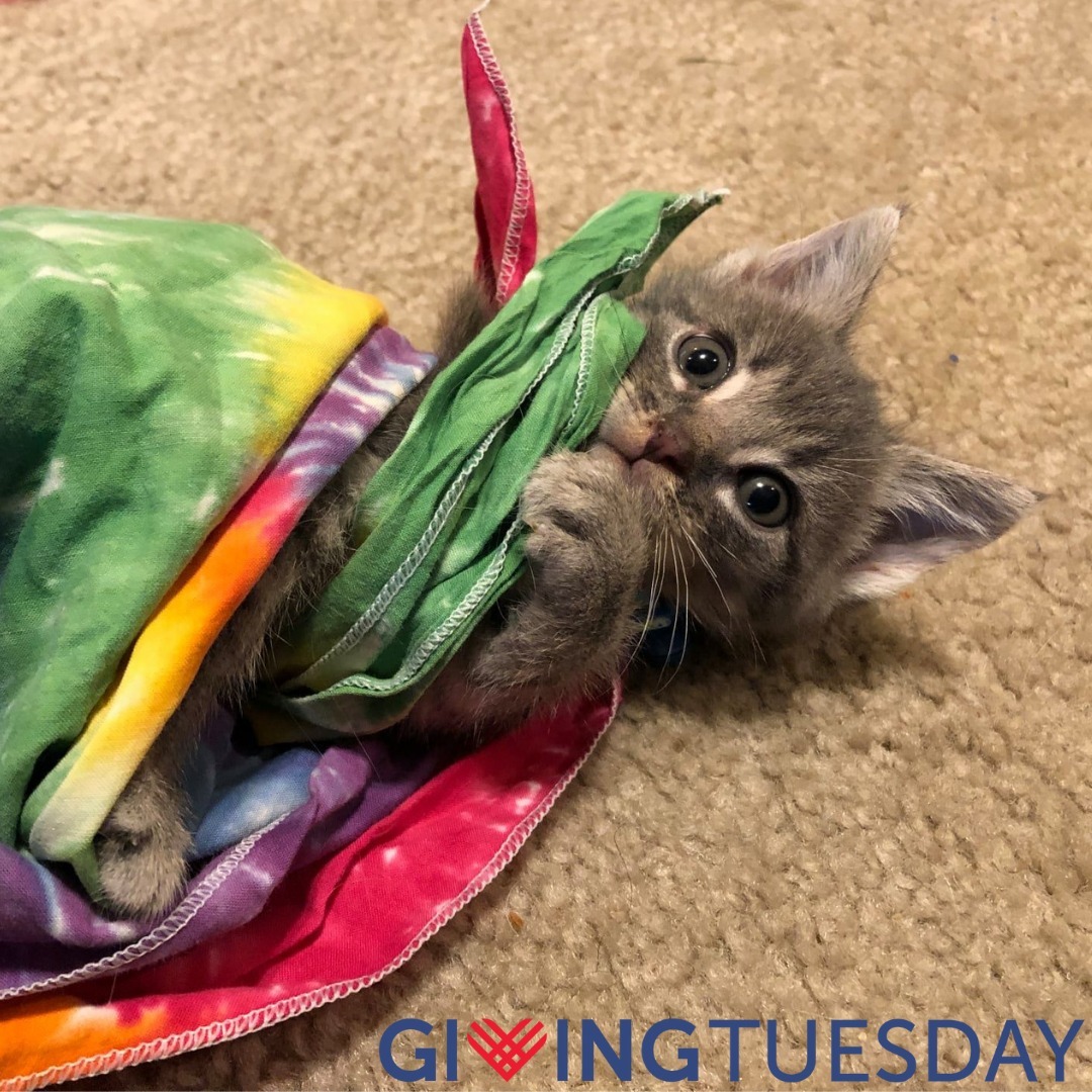 Giving Tuesday is just a few days away! ❤️💙 Get ready to kick off the giving season with us this Tuesday to help us care for little cuties like Ty.⠀
⠀
<a target='_blank' href='https://www.instagram.com/explore/tags/givingtuesday/'>#givingtuesday</a> <a target='_blank' href='https://www.instagram.com/explore/tags/givingseason/'>#givingseason</a> <a target='_blank' href='https://www.instagram.com/explore/tags/donate/'>#donate</a> <a target='_blank' href='https://www.instagram.com/explore/tags/donationsneeded/'>#donationsneeded</a> <a target='_blank' href='https://www.instagram.com/explore/tags/give/'>#give</a> <a target='_blank' href='https://www.instagram.com/explore/tags/supportus/'>#supportus</a> <a target='_blank' href='https://www.instagram.com/explore/tags/animalshelter/'>#animalshelter</a> <a target='_blank' href='https://www.instagram.com/explore/tags/greatplainsspca/'>#greatplainsspca</a> <a target='_blank' href='https://www.instagram.com/explore/tags/greatplainsfamily/'>#greatplainsfamily</a>