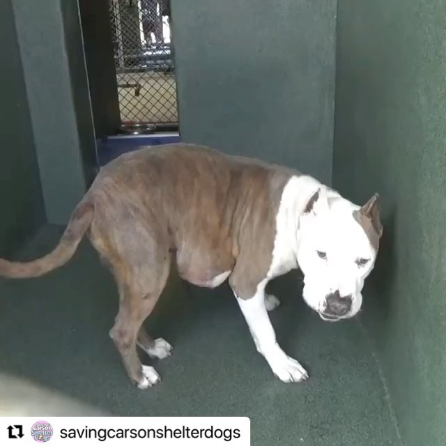 NEED HELP WITH MEDICAL ASAP!!! We got an extension until Monday! We have a foster , but we need help with medical ! We have way too many dogs and our expenses are through the roof with medical and training costs! Keep in mind we have a lot of senior dogs that are not getting adopted and we financially support all of them as long as they are under our rescue! 

If there is someone out there who will sponsor the cost his surgery, we will do everything else 😭🙏🏼

We understand that there may be pledges, but sadly many people do not honor them and there are also scammers so we can’t really pull a dog depending on pledges to help us😔

They wanted to euthanize at 8am today as per the shelter vet “he is suffering, the mass is growing and they are afraid it will burst” Swipe to see him prance around like a little pony!  Tell me this dog doesn’t have so much life left to live! 💔

It has never been this bad with soooo many dogs needing rescue! Please help us save Ghost🥺  <a target='_blank' href='https://www.instagram.com/explore/tags/A5444139/'>#A5444139</a>