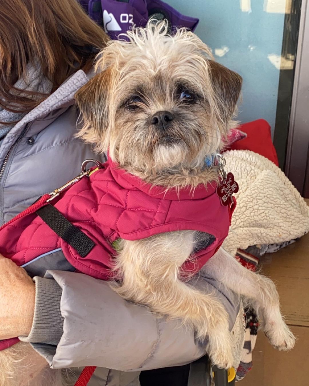 Marlia is a young Shih Tzu mix, she weighs less than 13 pounds and is super friendly. This little lady will need to be spayed and in a few weeks will be ready to consider who her new family will be. ❣

<a target='_blank' href='https://www.instagram.com/explore/tags/littledogsrule/'>#littledogsrule</a><a target='_blank' href='https://www.instagram.com/explore/tags/rescuedogsrock/'>#rescuedogsrock</a> <a target='_blank' href='https://www.instagram.com/explore/tags/EmptyTheShelters/'>#EmptyTheShelters</a> <a target='_blank' href='https://www.instagram.com/explore/tags/shihtzu/'>#shihtzu</a> <a target='_blank' href='https://www.instagram.com/explore/tags/shihtzulovers/'>#shihtzulovers</a> <a target='_blank' href='https://www.instagram.com/explore/tags/shihtzulove/'>#shihtzulove</a> <a target='_blank' href='https://www.instagram.com/explore/tags/olarsave/'>#olarsave</a> <a target='_blank' href='https://www.instagram.com/explore/tags/rescuedismyfavoritebreed/'>#rescuedismyfavoritebreed</a> <a target='_blank' href='https://www.instagram.com/explore/tags/rescueme/'>#rescueme</a> <a target='_blank' href='https://www.instagram.com/explore/tags/adoptdontshop/'>#adoptdontshop</a> <a target='_blank' href='https://www.instagram.com/explore/tags/foster/'>#foster</a> <a target='_blank' href='https://www.instagram.com/explore/tags/fosteringsaveslives/'>#fosteringsaveslives</a>  <a target='_blank' href='https://www.instagram.com/explore/tags/seenequalssaved/'>#seenequalssaved</a> <a target='_blank' href='https://www.instagram.com/explore/tags/dogs/'>#dogs</a> <a target='_blank' href='https://www.instagram.com/explore/tags/doglover/'>#doglover</a> <a target='_blank' href='https://www.instagram.com/explore/tags/oneloveanimalrescuenj/'>#oneloveanimalrescuenj</a>