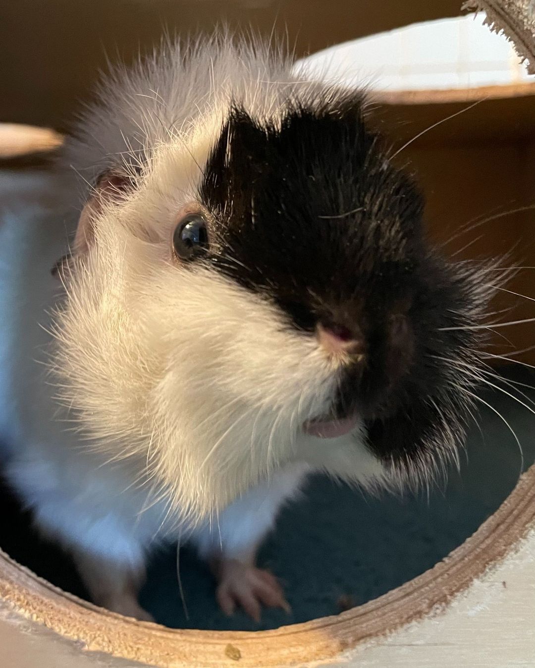 Carol the guinea pig, nicknamed Carol-Leena, is having a nice Thanksgiving in her foster home! Her foster parent says, 