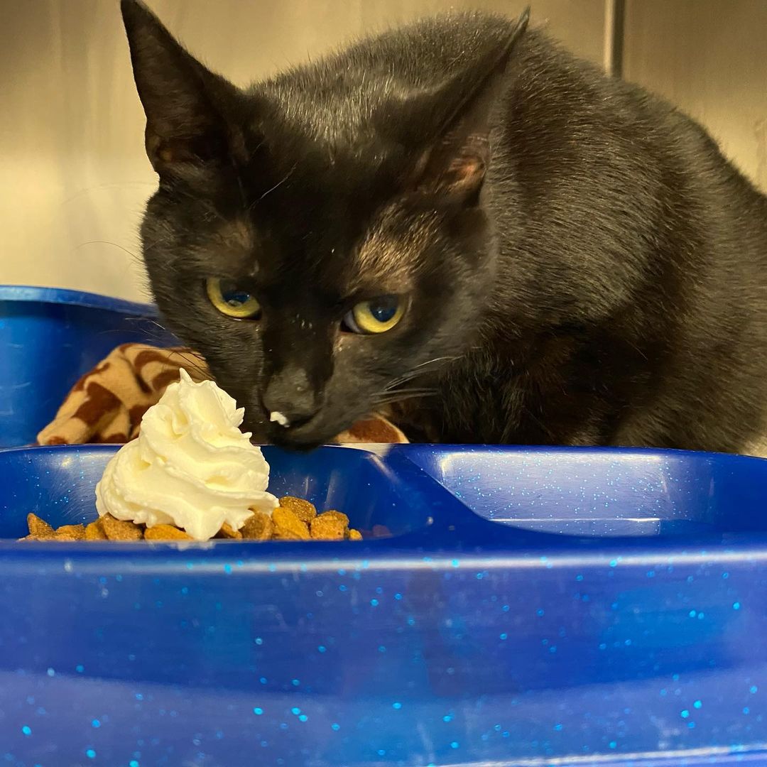 We hope everyone had a very Happy Thanksgiving! Our shelter animals enjoyed some very special treats today. And, they told us that they are grateful for every single person who helps give them a second chance. So, to all of our staff, volunteers, donors, and community supporters, we thank you!