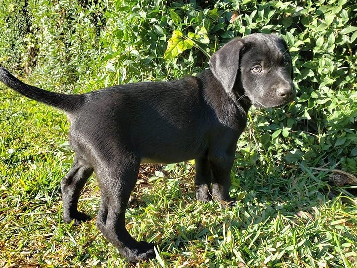 Beautiful and he knows it, Henry is 8 weeks old, 11.5 pounds. Black Labrador mix and possibly Hound. He is solid striking black.  A handsome, and already very stately looking baby boy.  Has Labrador type fur. 

Henry has an easy going personality.  He is eager to learn and make his humans pleased with him.  He is so happy running around and playing in the backyard.  When he tires he will go inside into his crate on his own.  He is virtually perfectly crate trained already.  He goes right outside the house door as soon as he is let out of the crate (the crate is right next to the door). Henry is pure love.  He gets along perfectly with the old dogs and cats in his foster home.

Puppies are like any baby.  They are high maintenance for many months to come.  Be certain you are up for the task.

Please note: as with most rescue puppies, we have no way to guarantee this puppy’s breed or size potential. 

If you are interested in meeting and/or adopting, the first step is to please visit our website to complete an application and read all of our FAQs: https://www.takepawsrescue.org/adopt 

<a target='_blank' href='https://www.instagram.com/explore/tags/adoptdontshop/'>#adoptdontshop</a> <a target='_blank' href='https://www.instagram.com/explore/tags/spayandneuter/'>#spayandneuter</a> <a target='_blank' href='https://www.instagram.com/explore/tags/rescuedogsofinstagram/'>#rescuedogsofinstagram</a> <a target='_blank' href='https://www.instagram.com/explore/tags/rescuedismyfavoritebreed/'>#rescuedismyfavoritebreed</a> <a target='_blank' href='https://www.instagram.com/explore/tags/adoptme/'>#adoptme</a> <a target='_blank' href='https://www.instagram.com/explore/tags/noladogs/'>#noladogs</a> <a target='_blank' href='https://www.instagram.com/explore/tags/nola/'>#nola</a> <a target='_blank' href='https://www.instagram.com/explore/tags/neworleans/'>#neworleans</a> <a target='_blank' href='https://www.instagram.com/explore/tags/louisiana/'>#louisiana</a>