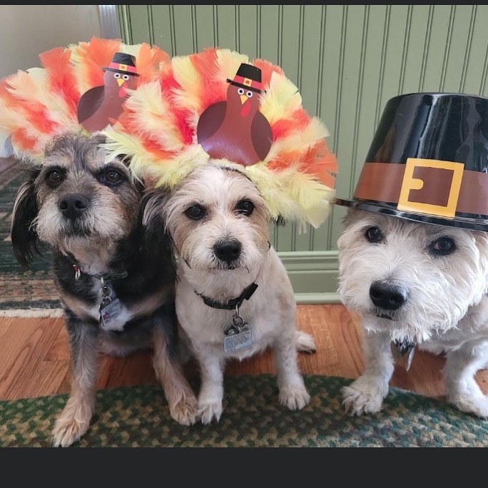 Littleshelteranimalrescue Alumni.. Happy Thanksgiving from Frida, Trixie and Rufus! <a target='_blank' href='https://www.instagram.com/explore/tags/littleshelteralumni/'>#littleshelteralumni</a> <a target='_blank' href='https://www.instagram.com/explore/tags/thanksgiving/'>#thanksgiving</a>