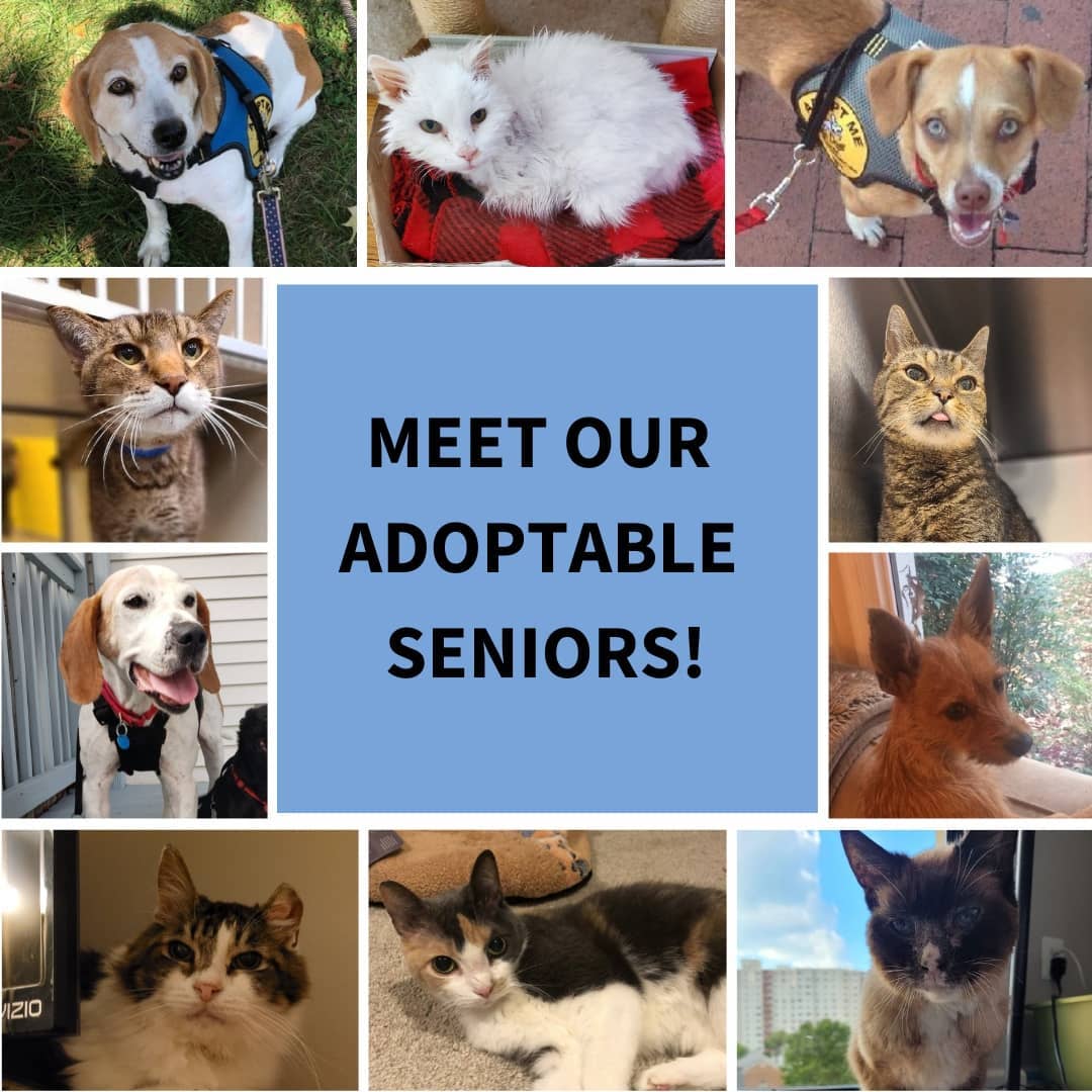 Meet our adoptable seniors! These sweet pups and kitties are full of character and are hoping to find their people this holiday season. They will bring so much joy into their furever homes!

More information on how to adopt these amazing animals at link in bio! 🐾

<a target='_blank' href='https://www.instagram.com/explore/tags/AdoptaSeniorPetMonth/'>#AdoptaSeniorPetMonth</a> <a target='_blank' href='https://www.instagram.com/explore/tags/AdoptaSenior/'>#AdoptaSenior</a> <a target='_blank' href='https://www.instagram.com/explore/tags/Adoptable/'>#Adoptable</a> <a target='_blank' href='https://www.instagram.com/explore/tags/AdoptUs/'>#AdoptUs</a> <a target='_blank' href='https://www.instagram.com/explore/tags/AdoptMe/'>#AdoptMe</a> <a target='_blank' href='https://www.instagram.com/explore/tags/RescueDog/'>#RescueDog</a> <a target='_blank' href='https://www.instagram.com/explore/tags/RescueCat/'>#RescueCat</a> <a target='_blank' href='https://www.instagram.com/explore/tags/AdoptDontShop/'>#AdoptDontShop</a> <a target='_blank' href='https://www.instagram.com/explore/tags/WashingtonDC/'>#WashingtonDC</a> <a target='_blank' href='https://www.instagram.com/explore/tags/dogsofdc/'>#dogsofdc</a> <a target='_blank' href='https://www.instagram.com/explore/tags/dcdogs/'>#dcdogs</a> <a target='_blank' href='https://www.instagram.com/explore/tags/fureverfamily/'>#fureverfamily</a> <a target='_blank' href='https://www.instagram.com/explore/tags/adoption/'>#adoption</a> <a target='_blank' href='https://www.instagram.com/explore/tags/DMVdogs/'>#DMVdogs</a> <a target='_blank' href='https://www.instagram.com/explore/tags/Cat/'>#Cat</a> <a target='_blank' href='https://www.instagram.com/explore/tags/CatsofDC/'>#CatsofDC</a> <a target='_blank' href='https://www.instagram.com/explore/tags/dccats/'>#dccats</a>