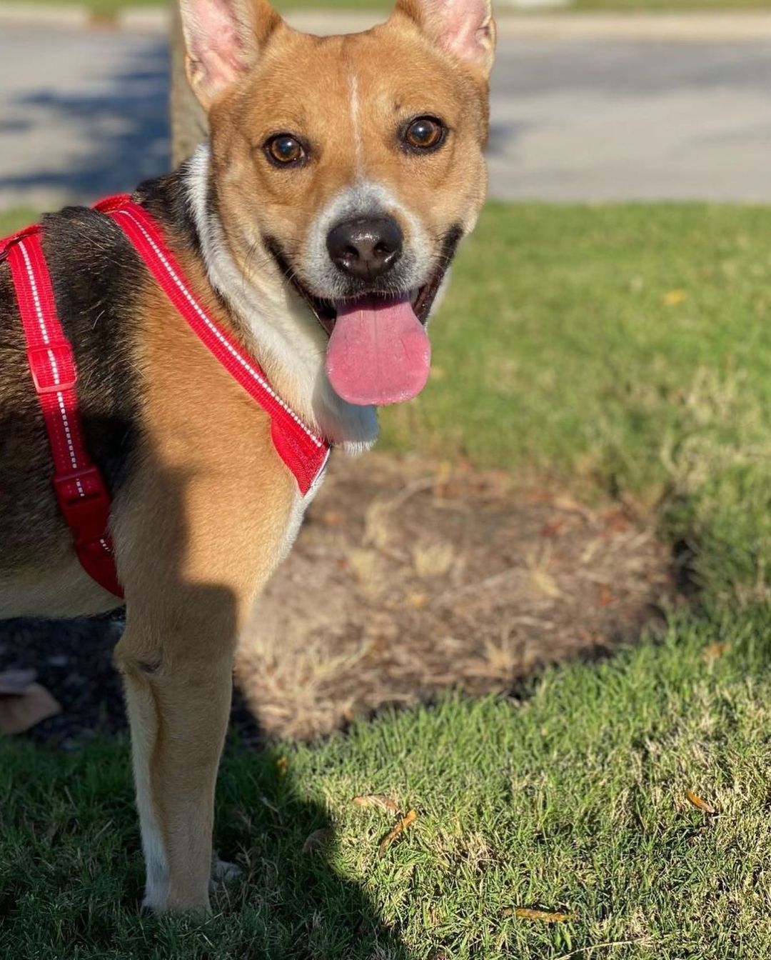 Foster Friday Spotlight🌟

“Hi my names Fox or as my foster momma calls me Foxy! I’m a 38 lb basenji mix full of love and goofiness. Though I have tons of love to give, I am weary of new people, and tend to stick to one (usually female) person. I love the outdoors, and am happiest rolling in a good patch of grass! I am chicken, horse, and small dog friendly! (Word on the street I’m even good with cats, though my foster momma hasn’t tested that out yet). Though I am quite the dog friendly fellow I tend to like to be the dominant one in the mix, so a more submissive play partner is ideal. I’ll ride in a car all day, safely in the back seat, to whatever destination you desire. I am house broken, good In my kennel, walk well on a leash, and at your request play dress up. I don’t appear to be food aggressive, but I’m very timid when I eat, and will only eat when my person is close by. I’d love a quiet home, where I can learn not to be fearful of new people/things, and have plenty of yard space for my zoomies.”

Fox is a very special dog, who will need the perfect home. His fear of new things means he will need someone dedicated to helping him transition into “normal” dog life. He would be best suited with a small quiet home, preferably no children. He loves to play with other dogs, so a furry friend would suit him well as long as they are on the more submissive side. 

For more info, please email foster@caabr.org!🐾