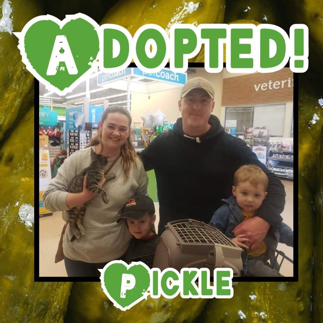 😻HAPPY TAILS!😻 Congrats to Jeanie, Vanilla Ice, Pickle, Grimm & Liberty on finding their happily ever after's! 🥳 
<a target='_blank' href='https://www.instagram.com/explore/tags/rescue/'>#rescue</a> <a target='_blank' href='https://www.instagram.com/explore/tags/dontshopadopt/'>#dontshopadopt</a> <a target='_blank' href='https://www.instagram.com/explore/tags/cats/'>#cats</a> <a target='_blank' href='https://www.instagram.com/explore/tags/catsofinstagram/'>#catsofinstagram</a> <a target='_blank' href='https://www.instagram.com/explore/tags/kittens/'>#kittens</a> <a target='_blank' href='https://www.instagram.com/explore/tags/kittensofinstagram/'>#kittensofinstagram</a> <a target='_blank' href='https://www.instagram.com/explore/tags/bethechange/'>#bethechange</a> <a target='_blank' href='https://www.instagram.com/explore/tags/onebyoneuntiltherearenone/'>#onebyoneuntiltherearenone</a> 

❤ shelterfriends.org ❤