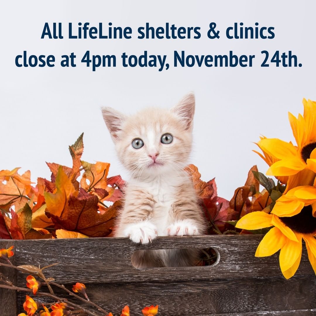 All LifeLine shelters & clinics will close at 4pm today, November 24th, and will be closed tomorrow November 25th for Thanksgiving. 

We will reopen on Friday, November 26th, and hope to see you at our Black Friday Bonanza Free Adoption Event! In the meantime, check out all of our adoptable pets at FultonAnimalServices.com/adoptable-animals