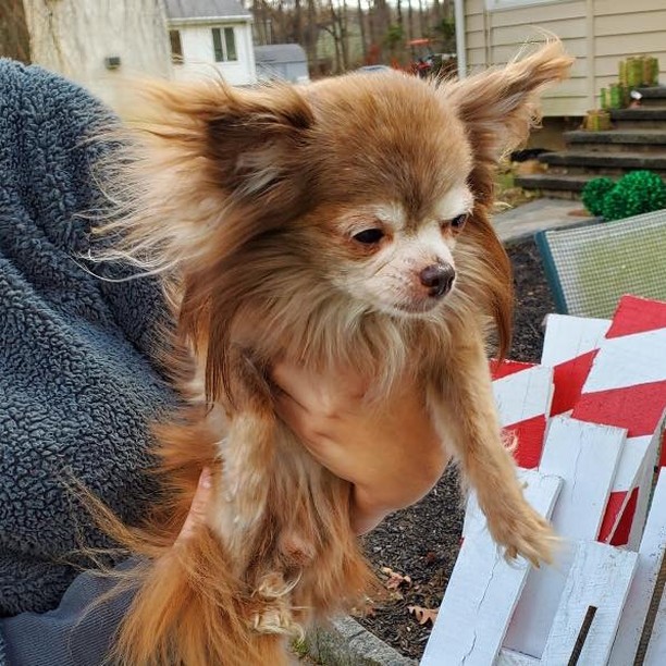 Update-REUNITED WITH OWNER. 
‼️ FOUND DOG ‼️
Make, long haired chihuahua found on Edgebrook Road. Please contact the shelter if this is your dog. 
📞 608-890-3550