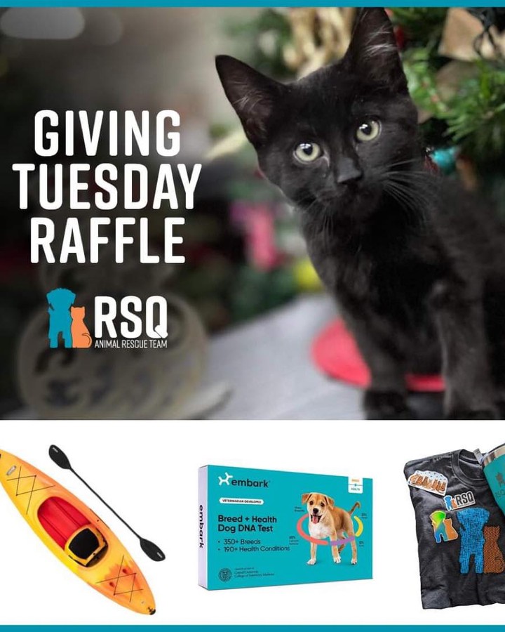 We Welcomed a new Arrival just in time for Thanksgiving. Welcome Beau!

Beau came to us with an “old” injury to his face and eye. He was attacked by a dog over 2 weeks ago. And since he did not receive medical care at the time, he now has a pretty bad infection. And he will likely lose his eye.

Beau is a senior and will be looking for his perfect forever home as soon as we get him healed up and fully vetted. He is a love bug. 

Today for our Giving Tuesday Fundraising challenge, we are raising funds for Beau’s medical care. All donations over $5 will be entered to win big raffle prizes. 

🐾🐾🐾🐾🐾🐾🐾🐾🐾🐾🐾🐾🐾

To purchase raffle tickets:
🔹Tickets are $5 each
🔹You can divide your tickets between prizes

Pay on:
🔸VENMO: @rsqutah
- Leave a note with your name, phone number, and which prize(s) your ticket(s) should go towards. 

🔸PAYPAL: https://bit.ly/rsqpaypal
- On Paypal you can pay with a credit card. No account is required.
- Send us an email at hello@rsqutah.org with your name, phone number, and which prize(s) your ticket(s) should go towards. 

🔸FACEBOOK FUNDRAISER
- Purchase tickets through the the fundraiser on Facebook
- Send us an email at hello@rsqutah.org with your name, phone number, and which prize(s) your ticket(s) should go towards. 

Buy tickets through November 30. We'll draw the winners on December 1. 

Happy raffling!

<a target='_blank' href='https://www.instagram.com/explore/tags/GivingTuesday/'>#GivingTuesday</a>
<a target='_blank' href='https://www.instagram.com/explore/tags/RuralRescue/'>#RuralRescue</a>