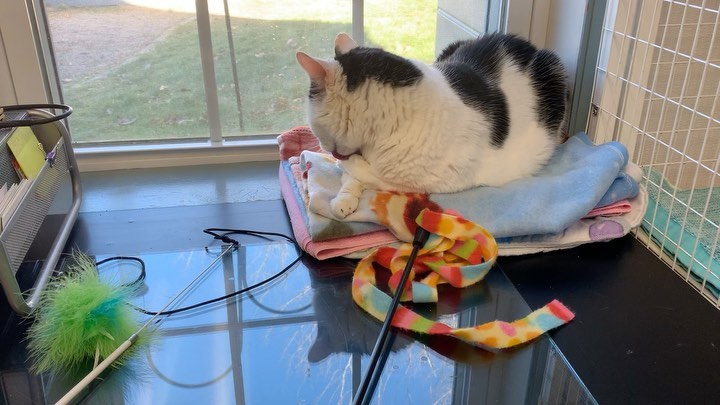 Charlie is washing up in case an adopter comes to meet him.
<a target='_blank' href='https://www.instagram.com/explore/tags/adoptablecat/'>#adoptablecat</a> <a target='_blank' href='https://www.instagram.com/explore/tags/fivcat/'>#fivcat</a> <a target='_blank' href='https://www.instagram.com/explore/tags/adoptme/'>#adoptme</a> <a target='_blank' href='https://www.instagram.com/explore/tags/lapcat/'>#lapcat</a>