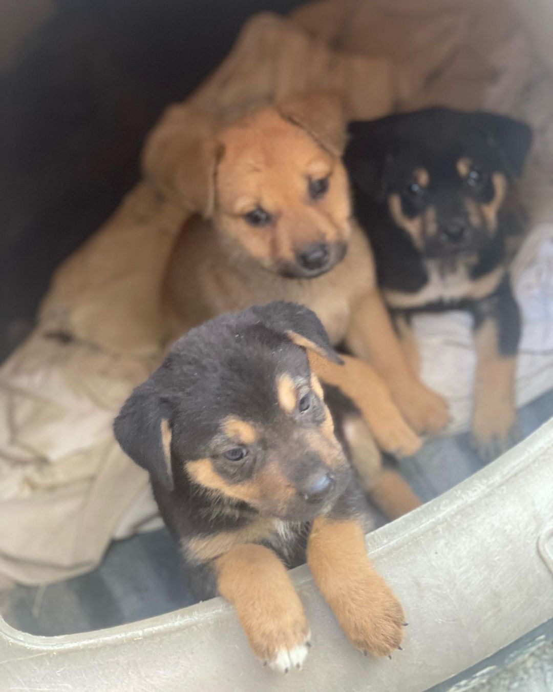 Harry, Ron, and Hermione are the survivors of the box puppies! They are stinkin' cute, and will be ready to go home December 4th. 

Ron is walking with a limp, but we are working with a vet to figure out what is going on and how to fix it, so his ideal situation would be a foster to adopt until he gets cleared by the vet.

These puppies are 10 weeks old, and based on their current size and growth rate we believe they are smaller breed pups.

If you are interested in adopting please fill out an application at www.kanesanimalrescue.com