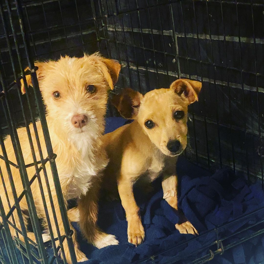 Hi friends!!!!! 

We are searching for a short term foster starting immediately until December 8th! 

We provide everything! All you need is love!

They are chihuahua poodle mix puppies, about 10 weeks old! 

Please reach out if you are able and willing to help! 

Even if you are unable  foster please share so we can spread the word and get help!