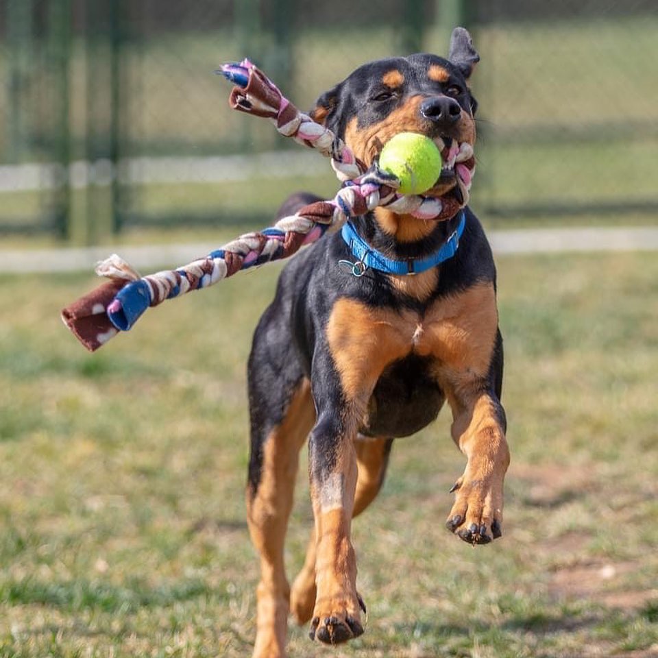 Do you need an extra player for your Thanksgiving backyard football game? Bruce is ready to step in! 

This happy pup loves to play ball and will go long for all of your touchdown passes! Bruce loves playing with other pups or making friends with people, no need to trade players, he is ready to join the team! Bruce might need to brush up on a few plays, but he learned 