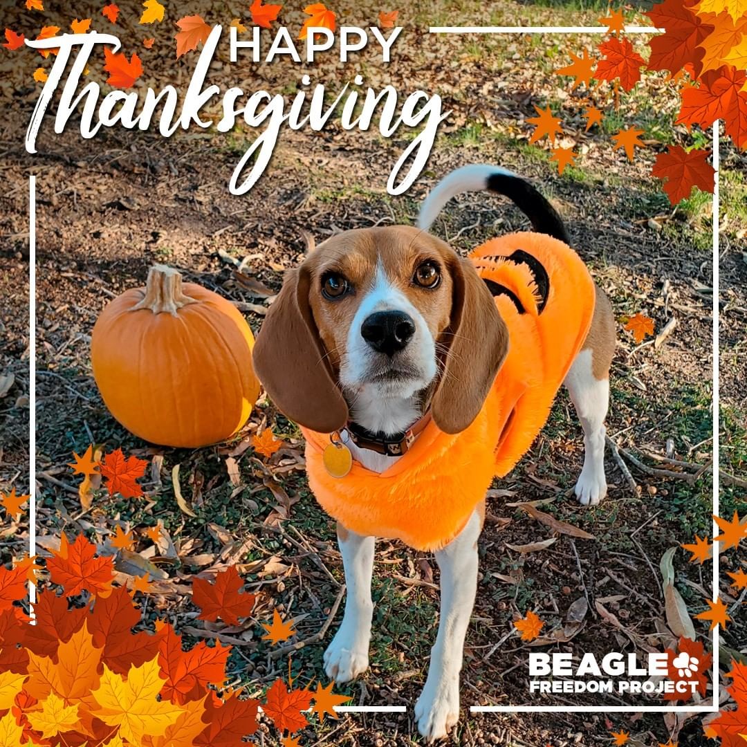 Happy Thanksgiving from all of us at Beagle Freedom Project! We are very thankful for YOU – our supporters! 🧡 🍂 🍁

_______________________

We are also @BFPCanada and @CrueltyCutter. <a target='_blank' href='https://www.instagram.com/explore/tags/HappyThanksgiving/'>#HappyThanksgiving</a> <a target='_blank' href='https://www.instagram.com/explore/tags/AnimalTesting/'>#AnimalTesting</a> <a target='_blank' href='https://www.instagram.com/explore/tags/CrueltyFree/'>#CrueltyFree</a> <a target='_blank' href='https://www.instagram.com/explore/tags/Beagle/'>#Beagle</a> <a target='_blank' href='https://www.instagram.com/explore/tags/BeaglesOfInstagram/'>#BeaglesOfInstagram</a>