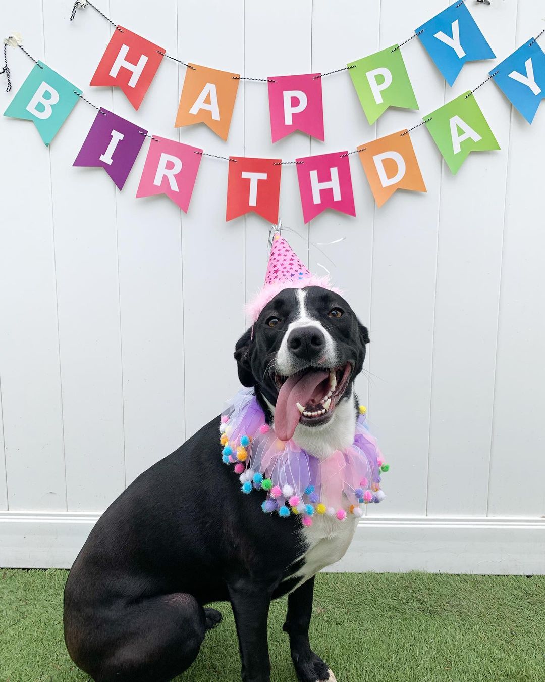 Happy Gotcha Day, Ripley! You are such a great big sister and friend. We love getting to hang out with you 🥰 thanks for spending your special day with us!