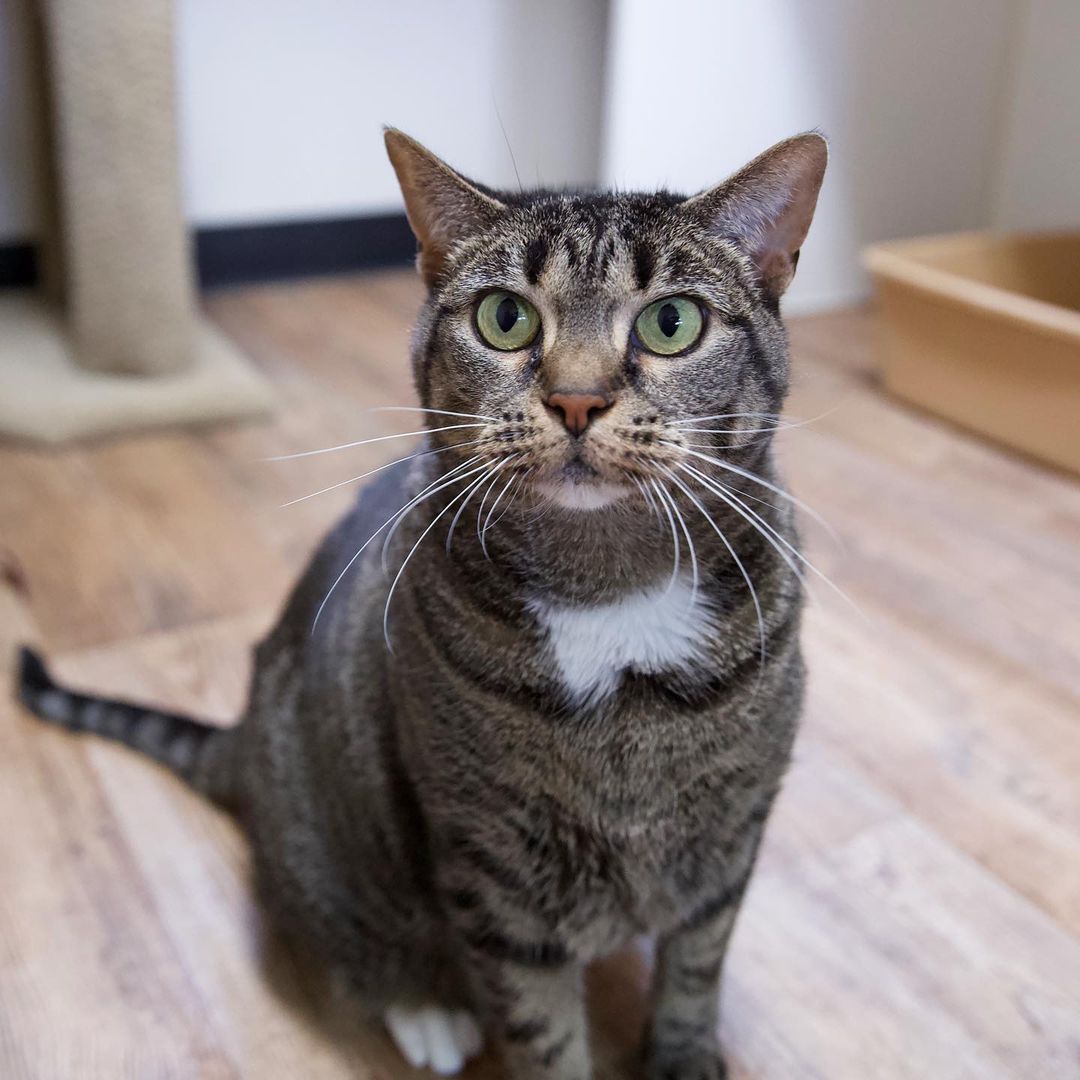 There wasn’t a <a target='_blank' href='https://www.instagram.com/explore/tags/whiskerwednesday/'>#whiskerwednesday</a> contest, but Arya still won 💖

Not only does she have the most beautiful whiskers, she has an adorably expressive face! Swipe to see how she looks if you tell her she doesn’t get cheek scratches, and then how she looks when she gets them 🥰

Learn more about Arya on our website, linked in our bio! 
.
.
.

 <a target='_blank' href='https://www.instagram.com/explore/tags/instacat/'>#instacat</a> <a target='_blank' href='https://www.instagram.com/explore/tags/catsofinstagram/'>#catsofinstagram</a> <a target='_blank' href='https://www.instagram.com/explore/tags/catoftheday/'>#catoftheday</a> <a target='_blank' href='https://www.instagram.com/explore/tags/igcat/'>#igcat</a> <a target='_blank' href='https://www.instagram.com/explore/tags/rescuecat/'>#rescuecat</a> <a target='_blank' href='https://www.instagram.com/explore/tags/rescuecatsofinstagram/'>#rescuecatsofinstagram</a> <a target='_blank' href='https://www.instagram.com/explore/tags/cat/'>#cat</a> <a target='_blank' href='https://www.instagram.com/explore/tags/cats/'>#cats</a> <a target='_blank' href='https://www.instagram.com/explore/tags/rescuepets/'>#rescuepets</a> <a target='_blank' href='https://www.instagram.com/explore/tags/instapet/'>#instapet</a> <a target='_blank' href='https://www.instagram.com/explore/tags/igpets/'>#igpets</a> <a target='_blank' href='https://www.instagram.com/explore/tags/petsofinstagram/'>#petsofinstagram</a> <a target='_blank' href='https://www.instagram.com/explore/tags/kitty/'>#kitty</a> <a target='_blank' href='https://www.instagram.com/explore/tags/kittylove/'>#kittylove</a> <a target='_blank' href='https://www.instagram.com/explore/tags/animalrescue/'>#animalrescue</a> <a target='_blank' href='https://www.instagram.com/explore/tags/adoptdontshop/'>#adoptdontshop</a> <a target='_blank' href='https://www.instagram.com/explore/tags/goodkitty/'>#goodkitty</a> <a target='_blank' href='https://www.instagram.com/explore/tags/pnwcats/'>#pnwcats</a> <a target='_blank' href='https://www.instagram.com/explore/tags/pnwpets/'>#pnwpets</a> <a target='_blank' href='https://www.instagram.com/explore/tags/pdxcat/'>#pdxcat</a> <a target='_blank' href='https://www.instagram.com/explore/tags/pdxpets/'>#pdxpets</a> <a target='_blank' href='https://www.instagram.com/explore/tags/pdxadopt/'>#pdxadopt</a> <a target='_blank' href='https://www.instagram.com/explore/tags/pdx/'>#pdx</a> <a target='_blank' href='https://www.instagram.com/explore/tags/portlandia/'>#portlandia</a> <a target='_blank' href='https://www.instagram.com/explore/tags/igaddict/'>#igaddict</a> <a target='_blank' href='https://www.instagram.com/explore/tags/instadaily/'>#instadaily</a> <a target='_blank' href='https://www.instagram.com/explore/tags/catsofig/'>#catsofig</a>