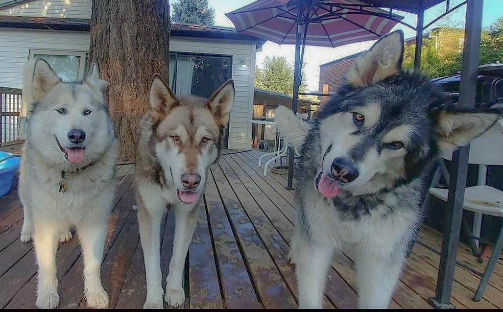 Dora, Flint and Zippo, a bonded senior sibling Malamute trio seeking a furever home together! 

Dora is an 8 year old, 105 pound female Malamute with a beautiful sable coat. She is a sweetheart that loves attention and being brushed, will do tricks because she knows treats will follow and is just an all around super girl!

Flint is a 9 year old, 116 pound male Malamute with a beautiful red colored coat. He is very attentive, friendly and has a gentle demeanor. He is lovable and a cuddler. He is still quite active for a senior and loves to run around exploring and playing!

Zippo is a 9 year old, 133 pound male Malamute with a super sweet, friendly personality. He is curious about the world and quite vocal.

All three of them love stuffed squeaky toys and playing in the water. They are all very intelligent and know several basic commands but could use some basic house manners. They are a bonded trio and have been together since we were young. They need to get adopted together and will give any family that adopts them tons of love and licks! 

If you are interested in adopting this adorable trio, please visit our website via the link in our bio and complete an online adoption form. 

**Adoptable to WA and OR residents**
•
•
•
<a target='_blank' href='https://www.instagram.com/explore/tags/pnwdogs/'>#pnwdogs</a> <a target='_blank' href='https://www.instagram.com/explore/tags/seattledogs/'>#seattledogs</a> <a target='_blank' href='https://www.instagram.com/explore/tags/seattledogrescue/'>#seattledogrescue</a> <a target='_blank' href='https://www.instagram.com/explore/tags/spokanedogs/'>#spokanedogs</a> <a target='_blank' href='https://www.instagram.com/explore/tags/portlanddogrescue/'>#portlanddogrescue</a> <a target='_blank' href='https://www.instagram.com/explore/tags/portlanddogs/'>#portlanddogs</a> <a target='_blank' href='https://www.instagram.com/explore/tags/malamuterescue/'>#malamuterescue</a> <a target='_blank' href='https://www.instagram.com/explore/tags/malamutelife/'>#malamutelife</a> <a target='_blank' href='https://www.instagram.com/explore/tags/malamutesofinstagram/'>#malamutesofinstagram</a> <a target='_blank' href='https://www.instagram.com/explore/tags/fosteringsaveslives/'>#fosteringsaveslives</a> <a target='_blank' href='https://www.instagram.com/explore/tags/alaskanmalamutelife/'>#alaskanmalamutelife</a> <a target='_blank' href='https://www.instagram.com/explore/tags/seniordogsofinstagram/'>#seniordogsofinstagram</a> <a target='_blank' href='https://www.instagram.com/explore/tags/seniordog/'>#seniordog</a>